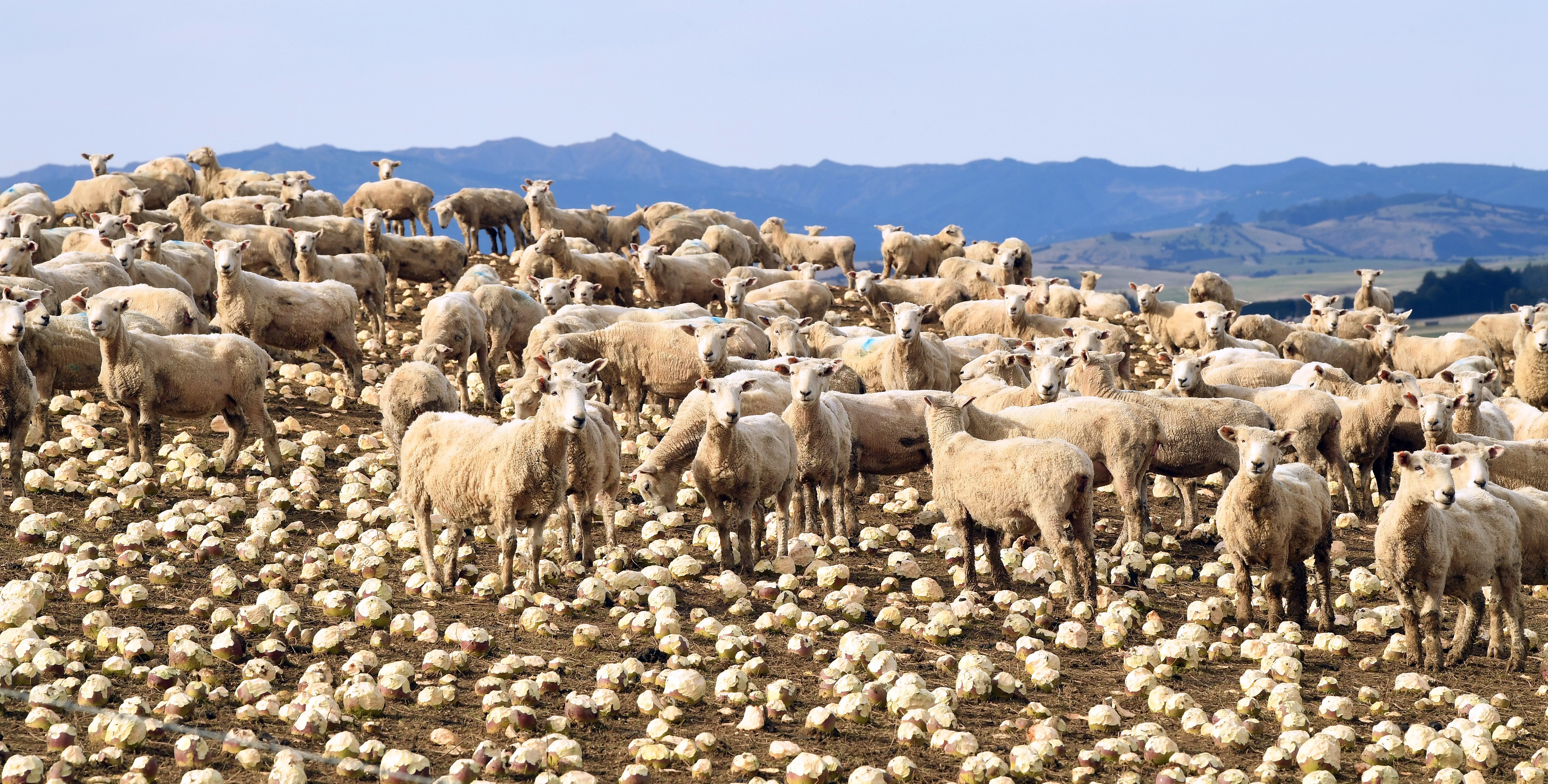 Alliance Group expects to see strong demand and pricing across all species this season. PHOTO:...
