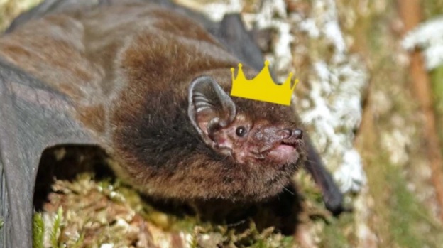 The long-tailed bat has won Bird of the Year. Photo / Ian Davidson-Watts