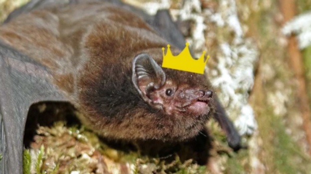 The long-tailed bat has won Bird of the Year. Photo / Ian Davidson-Watts