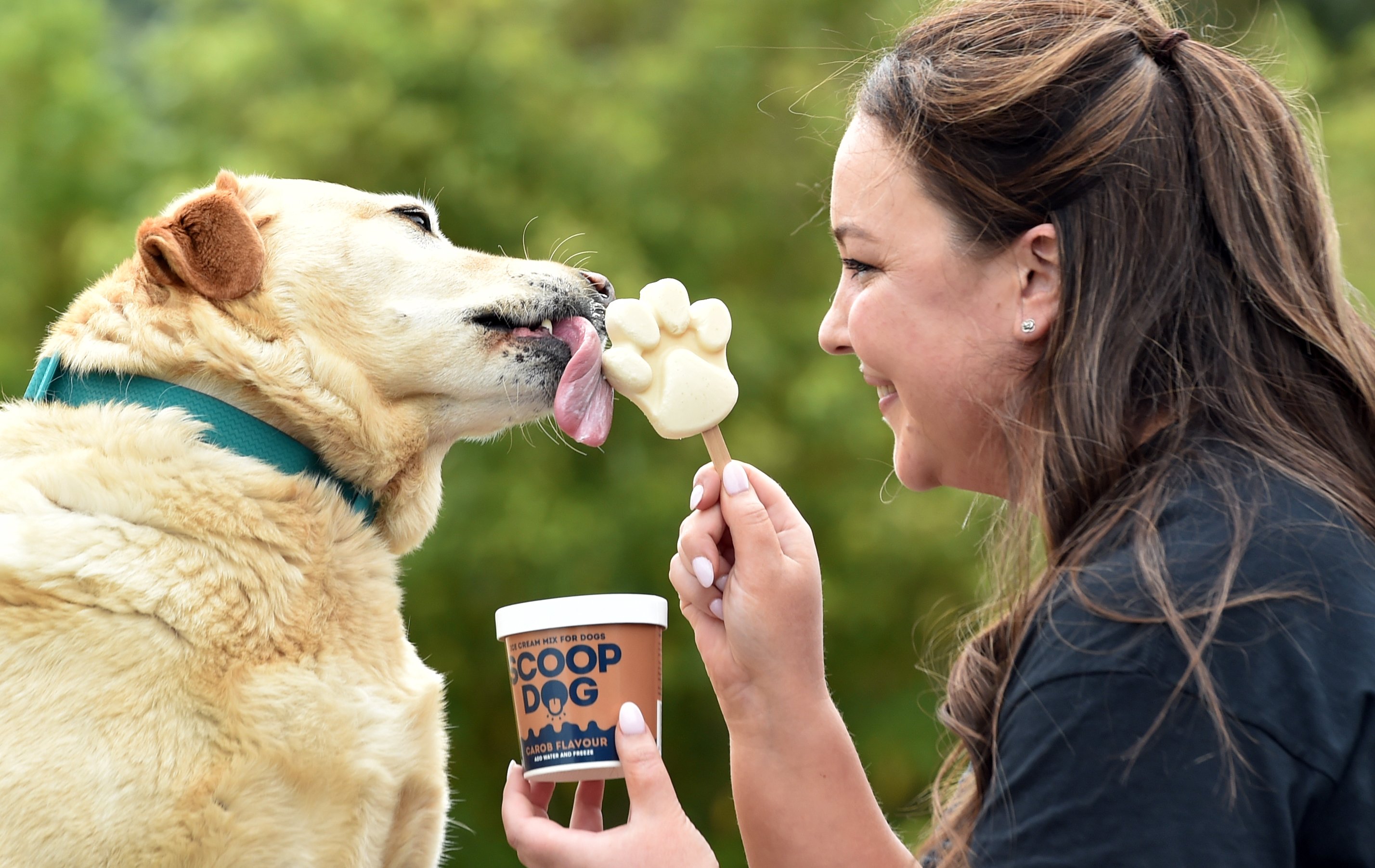  Puppy, the yellow Labrador, enjoys a banana-flavoured ice-cream treat, made by new Dunedin...