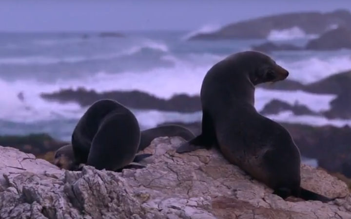 Seals on the Kaikōura coast. Photo: Frank Film via RNZ