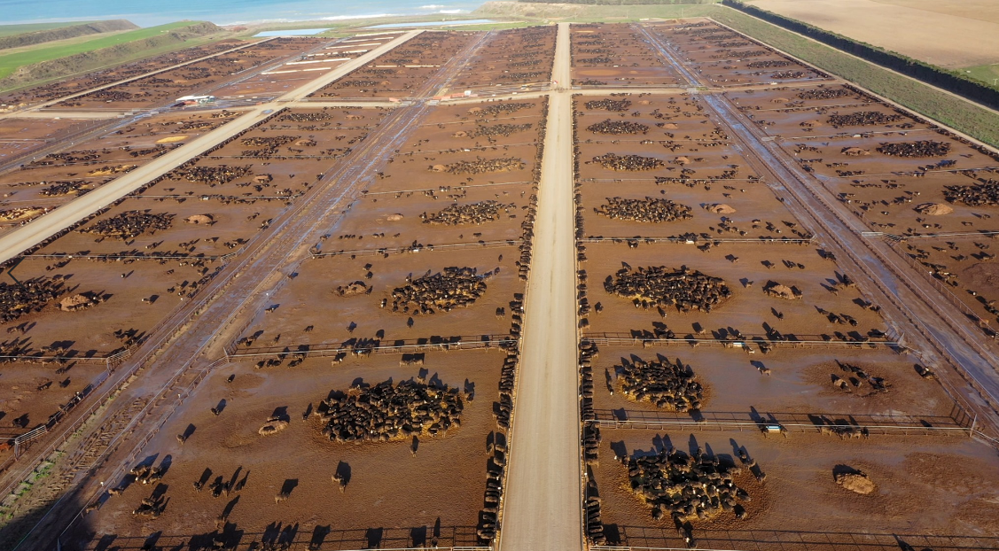 An environmentalist has criticsed the ANZCO-owned Five Star Beef feedlot. PHOTO: SUPPLIED / GEOFF...