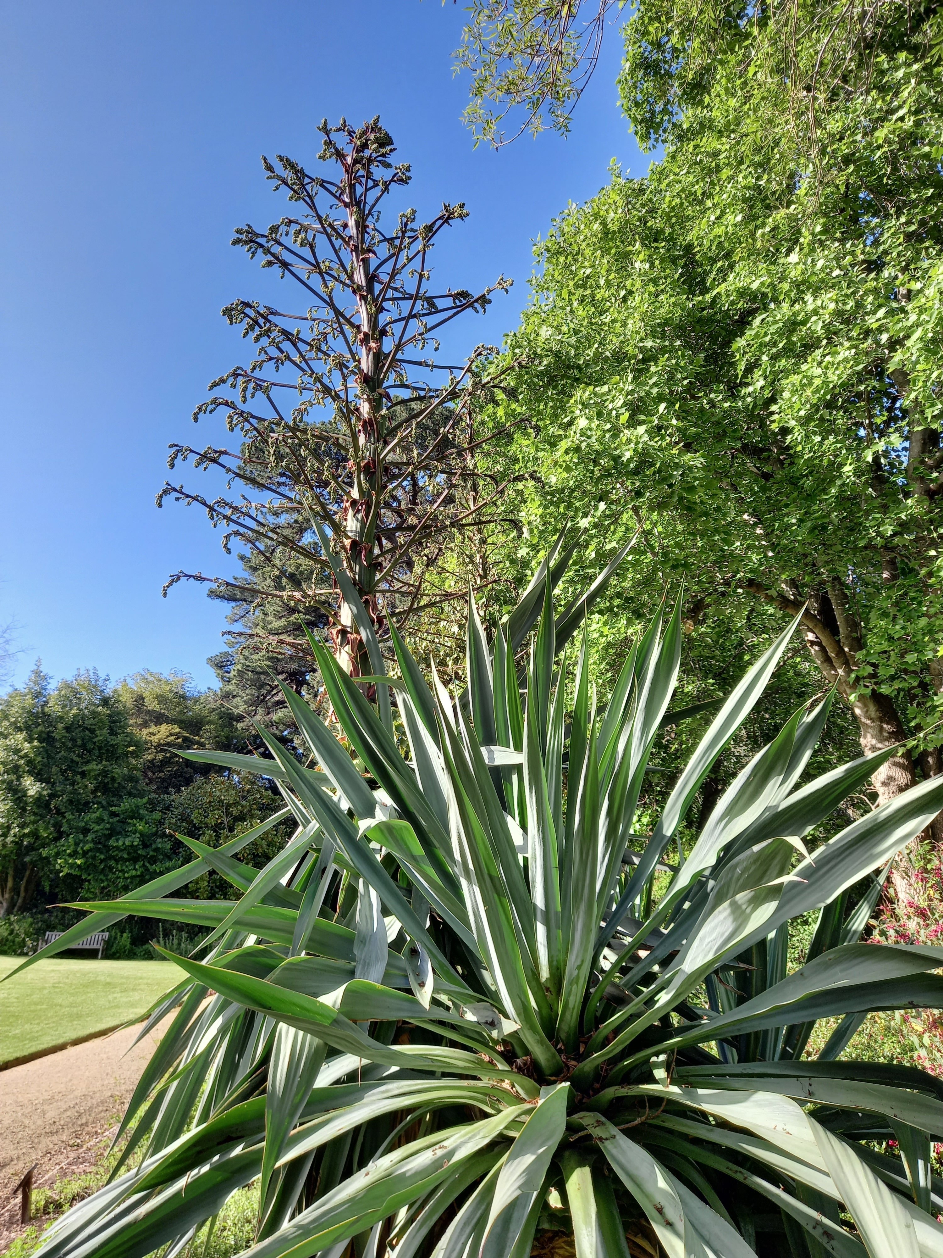 Furcraea parmentieri, in the Mexican border at the Dunedin Botanic Garden, has flower spikes 4-5m...