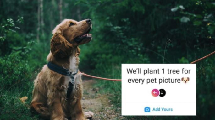 Who's going to plant these millions of trees? We investigate the latest Instagram trend. Photo:...