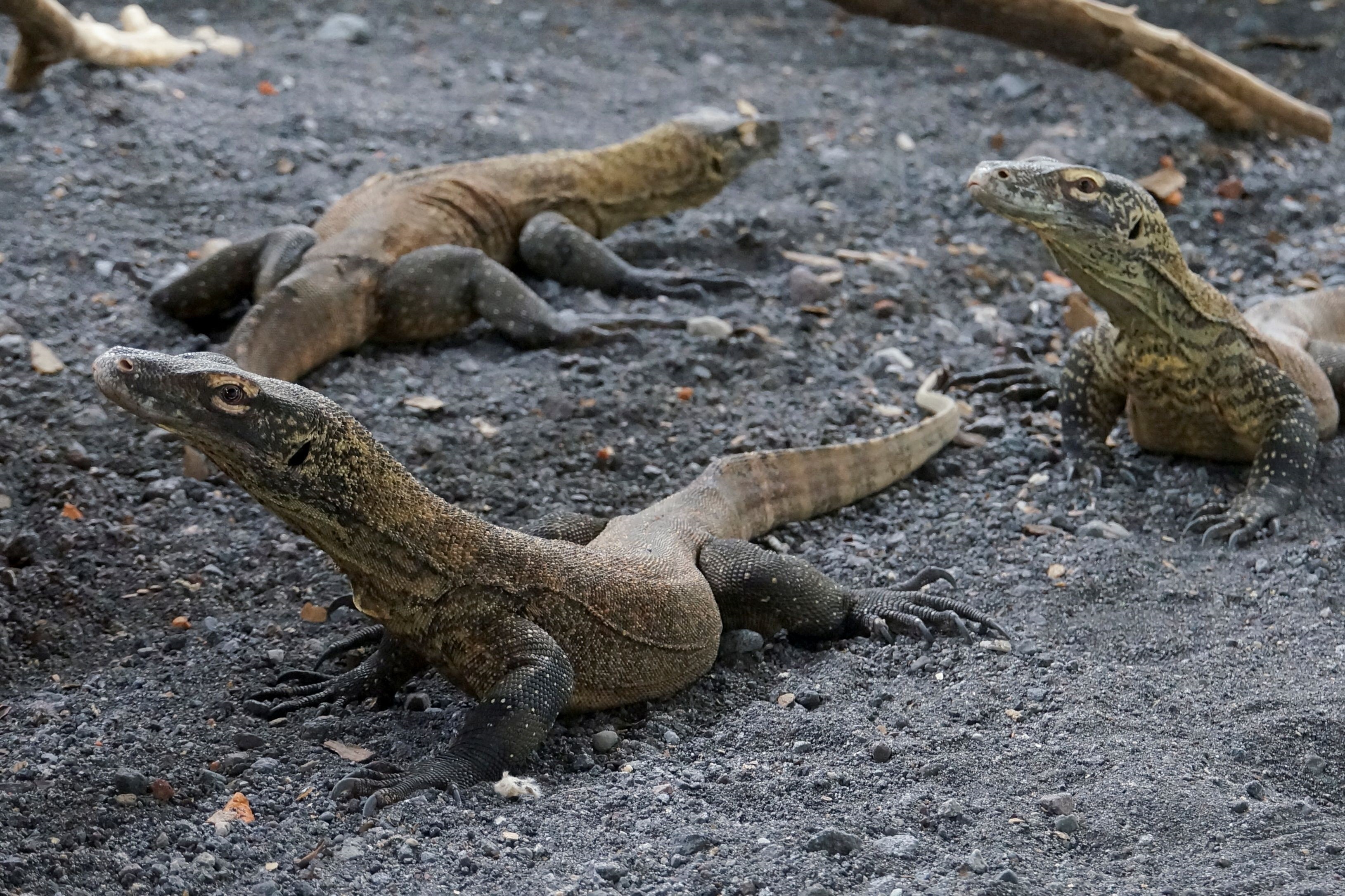 The giant lizards are only found on remote island of Komodo and several neighbouring islands in...