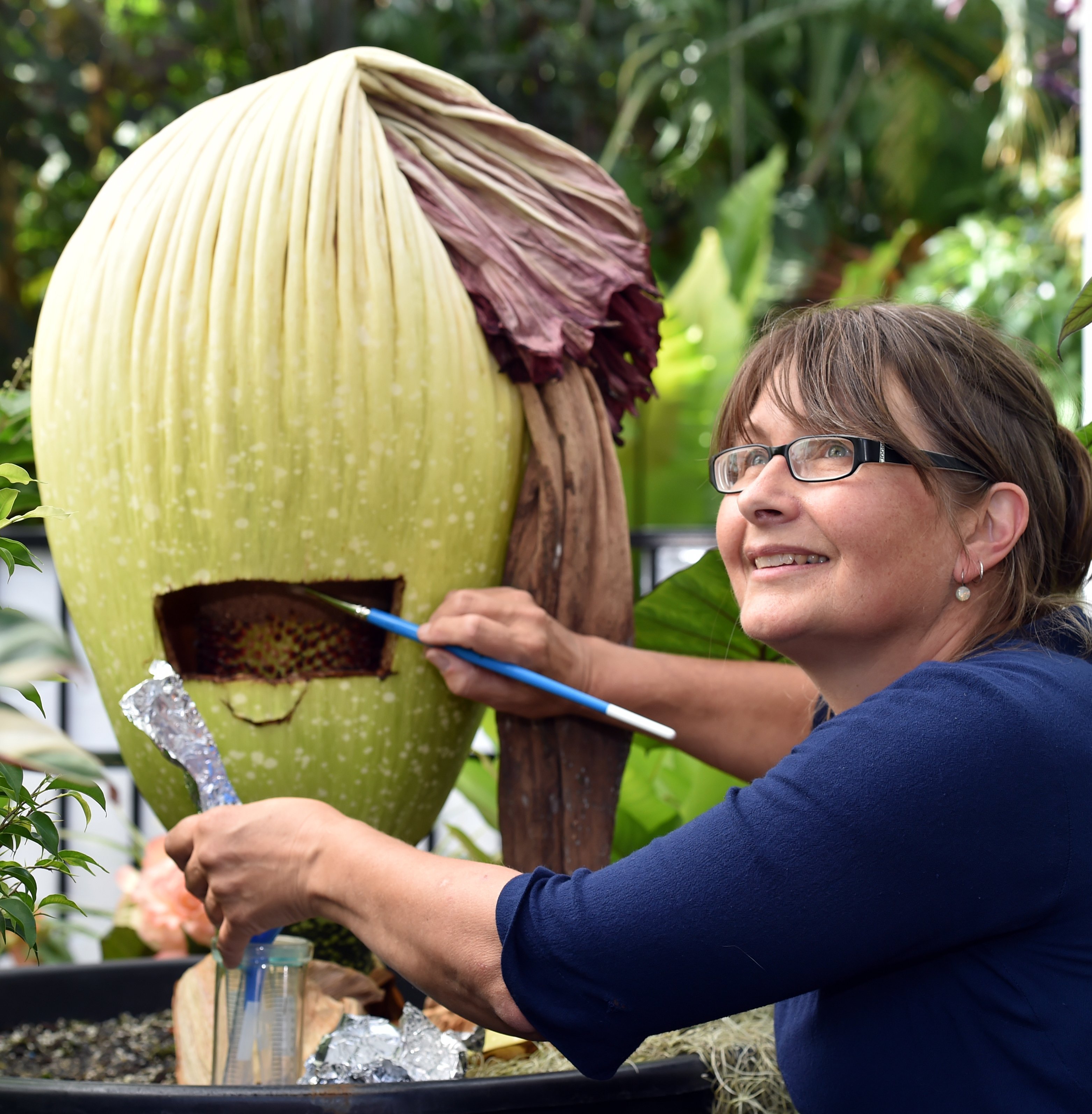 Associate Prof Janice Lord, of the University of Otago’s botany department, gathers pollen from...
