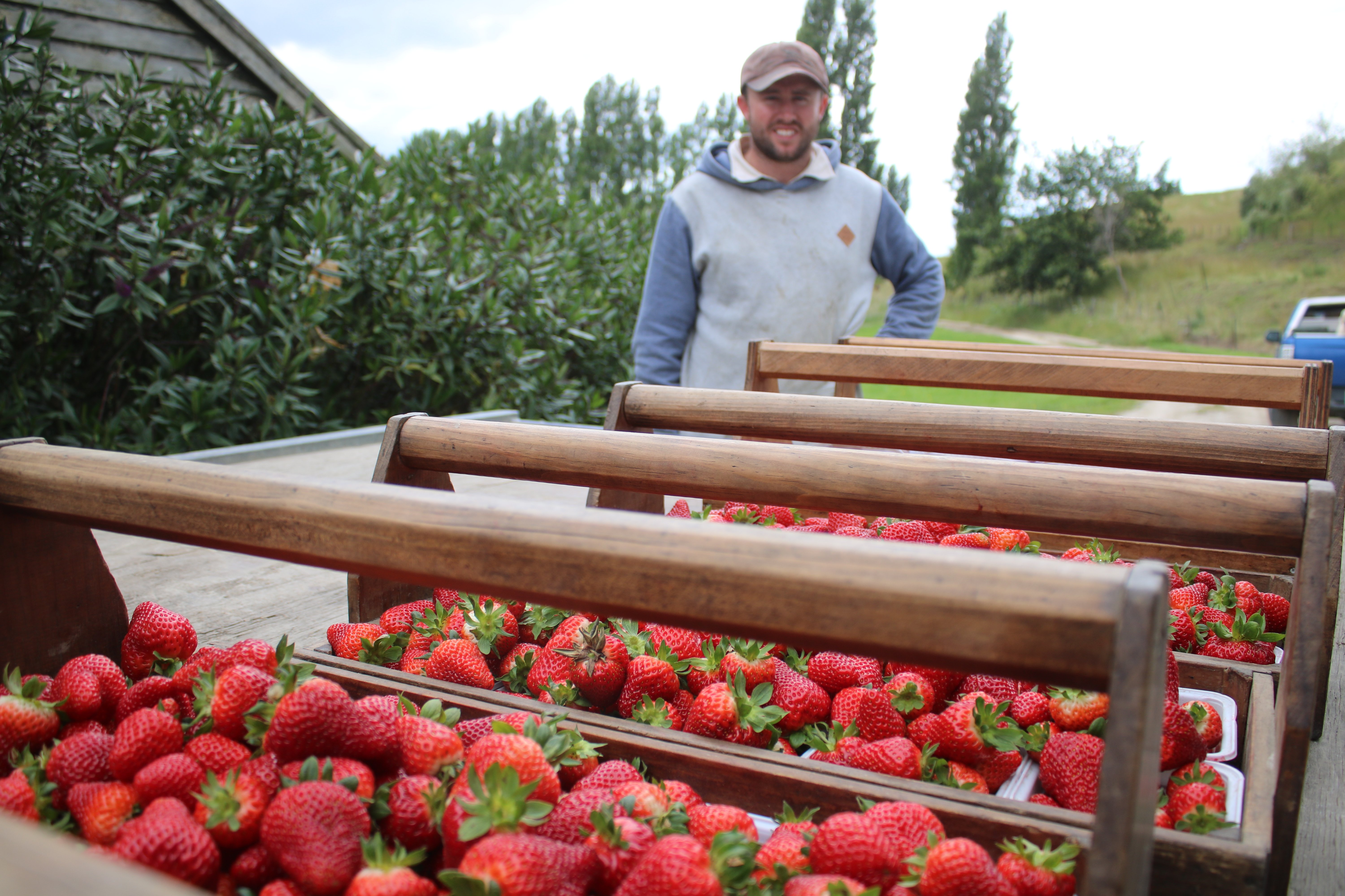 Matsinger’s Berry Farm manager Hann Matsinger with some of the morning’s strawberry harvest....