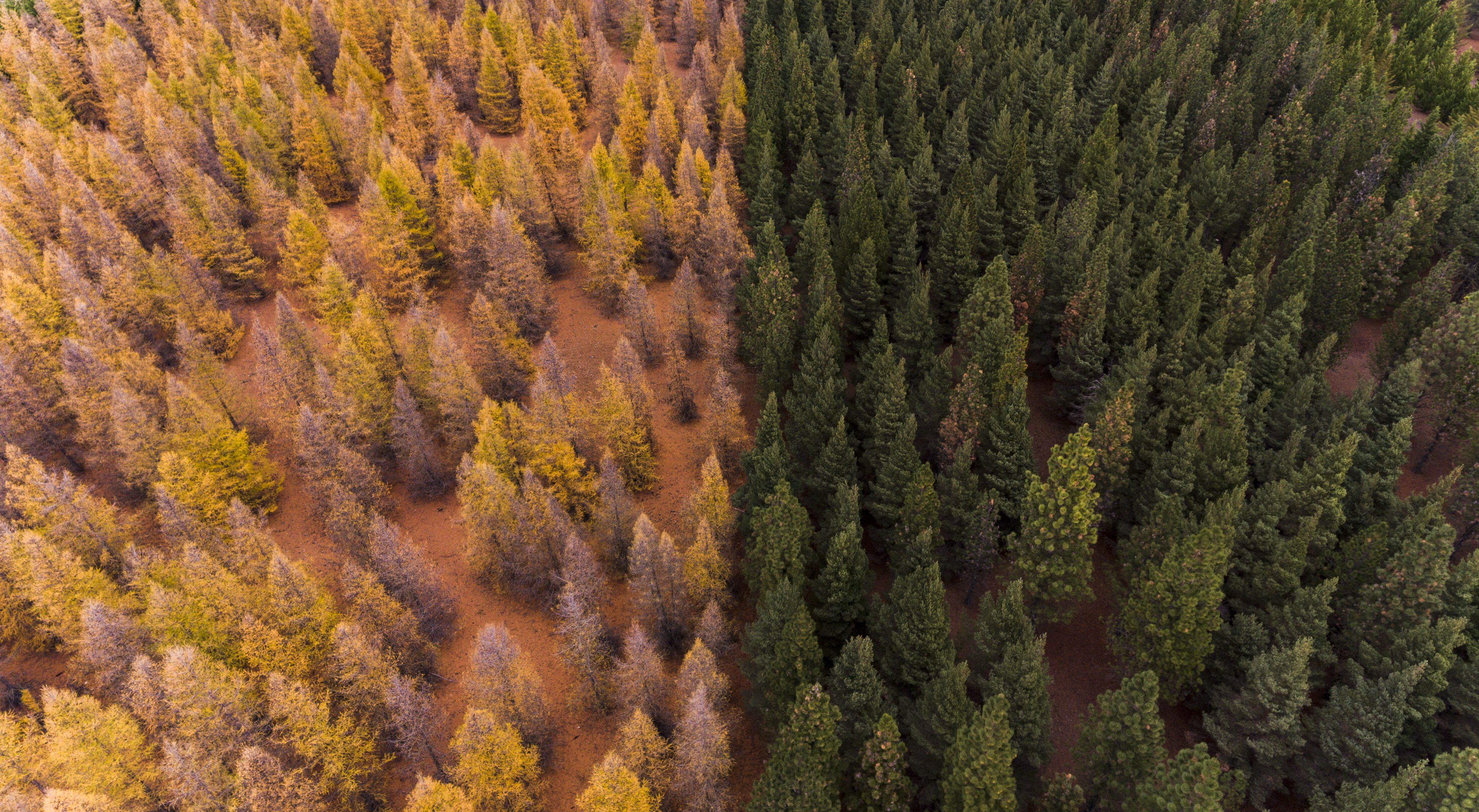 Hunter Smith's photo of wilding pines, near Twizel.