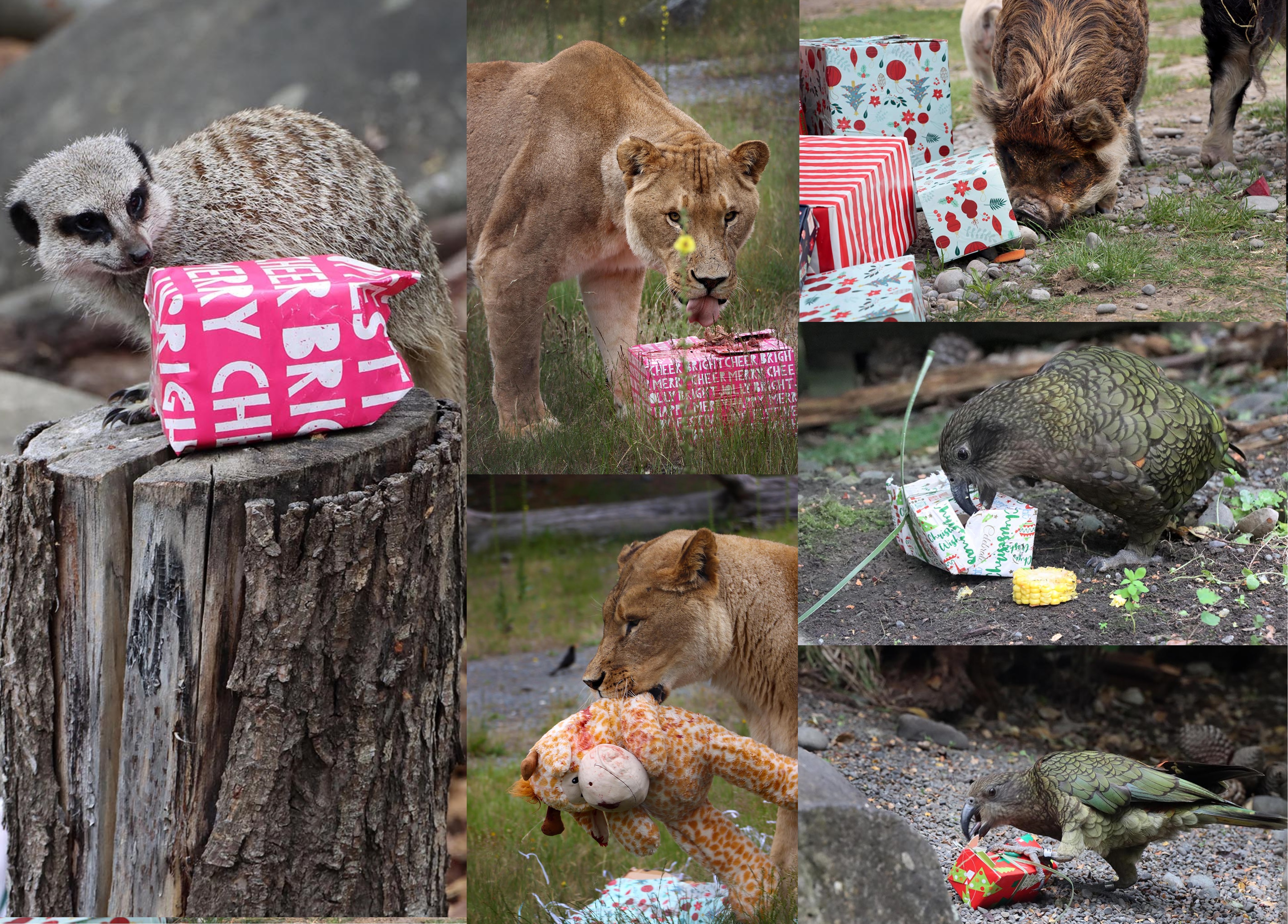 The animals of Orana Wildlife Park including meerkats, lions, kea and kunekune enjoy their pre-Christmas gifts. Photos: Jonathan Cosgrove