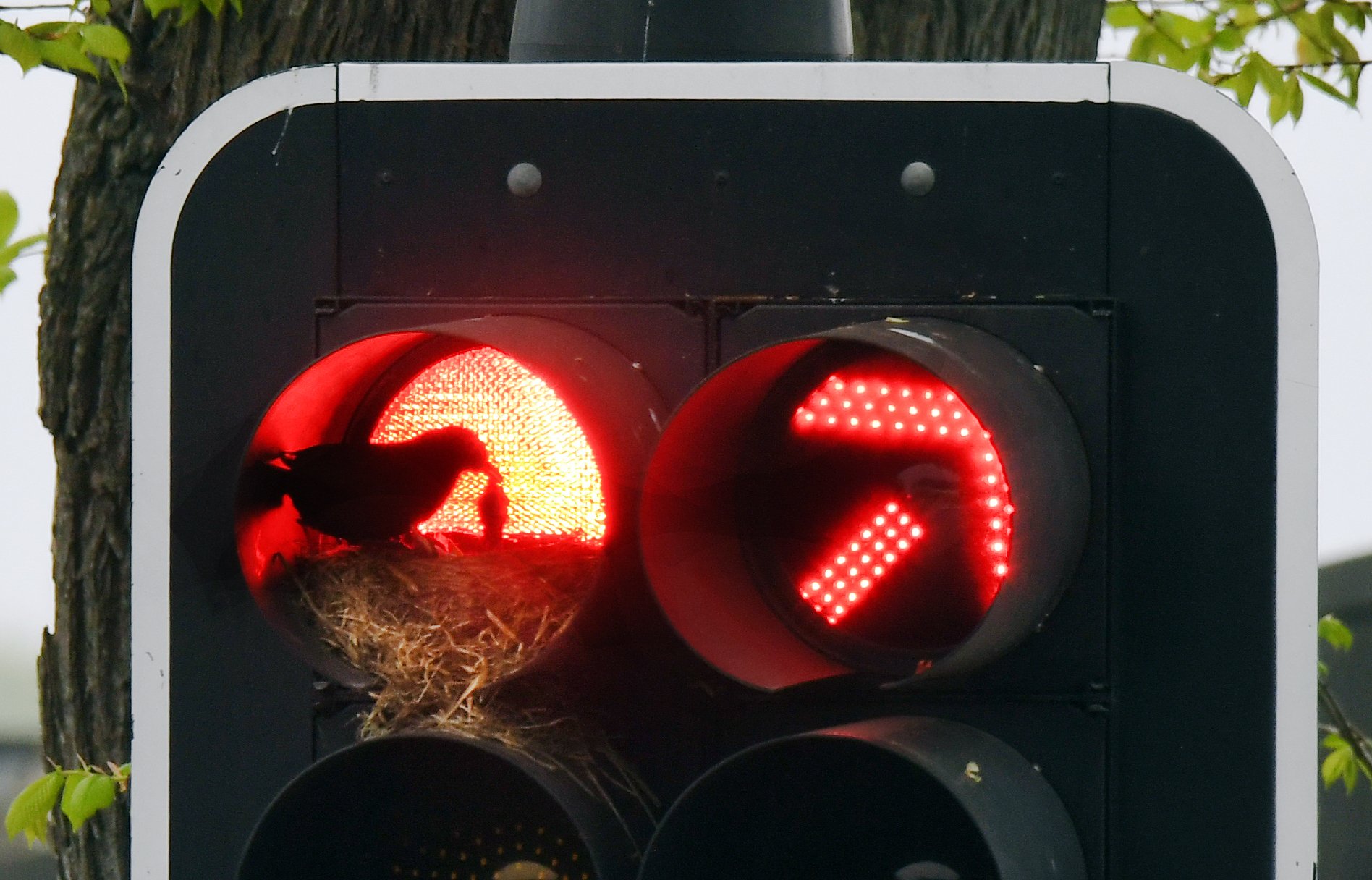 A pair of blackbirds look after their chicks in a red light cowling at traffic lights in Dunedin...