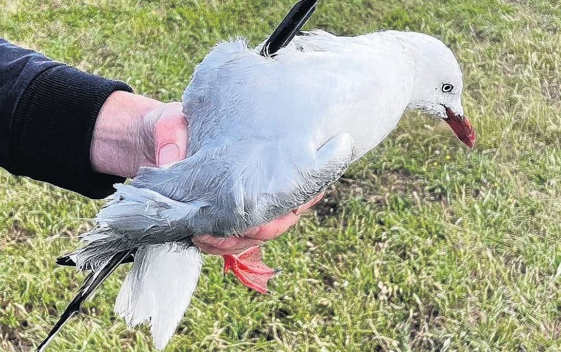 A red-billed gull was found shot with a small arrow in Oamaru yesterday morning. PHOTO: SUPPLIED...