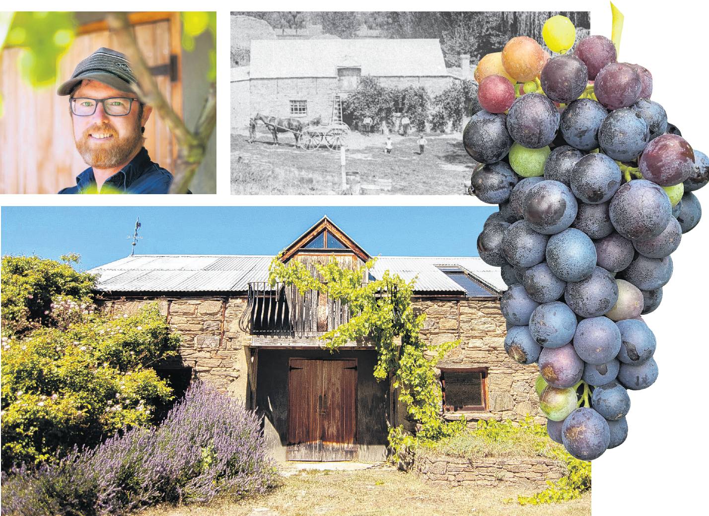 Monte Christo viticulturist Sam Wood (pictured) says Trollinger grapes have been found growing in Monte Christo Winery, in Clyde, over the balcony of the original stone winery. It is not known how long they have been there, but they can also be seen in th