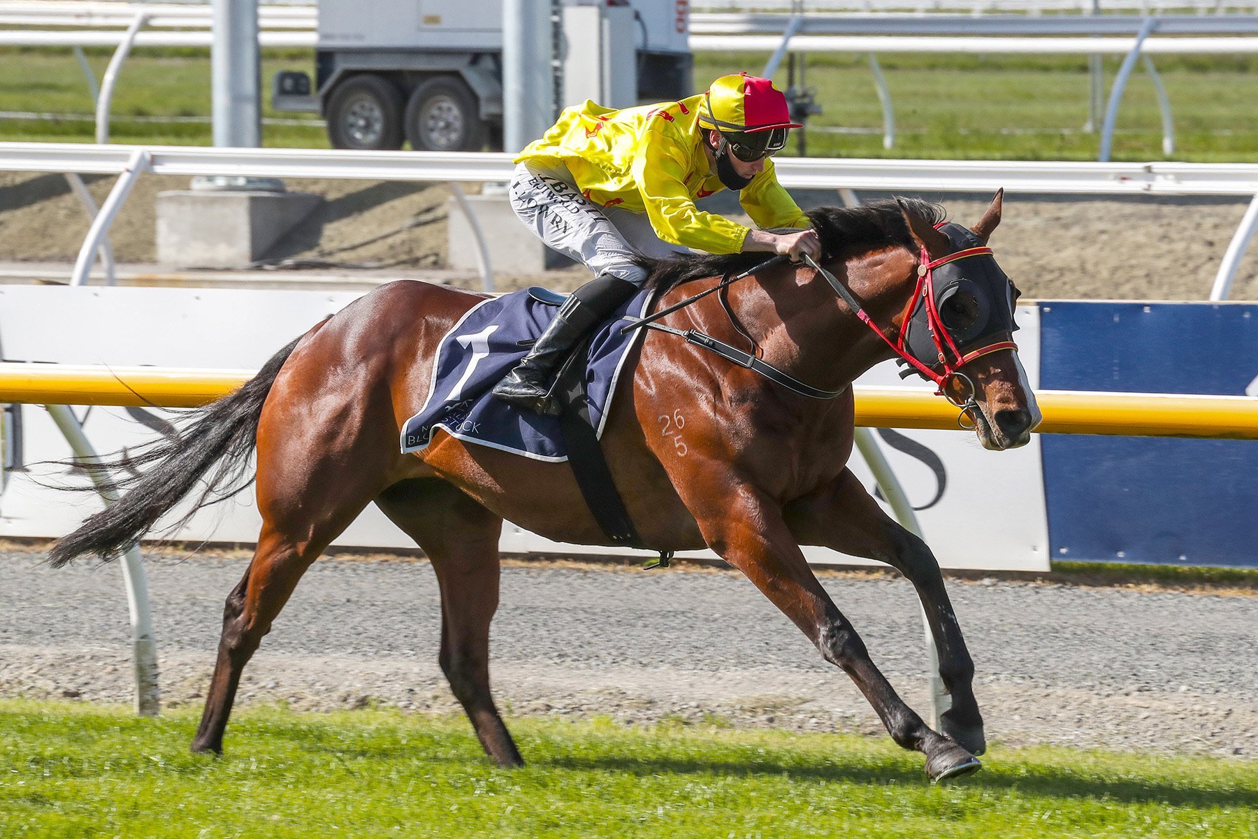 Mr Intelligence is one to watch tomorrow. Photo: Race Images South Mr Intelligence is one to watch tomorrow. Photo: Race Images South