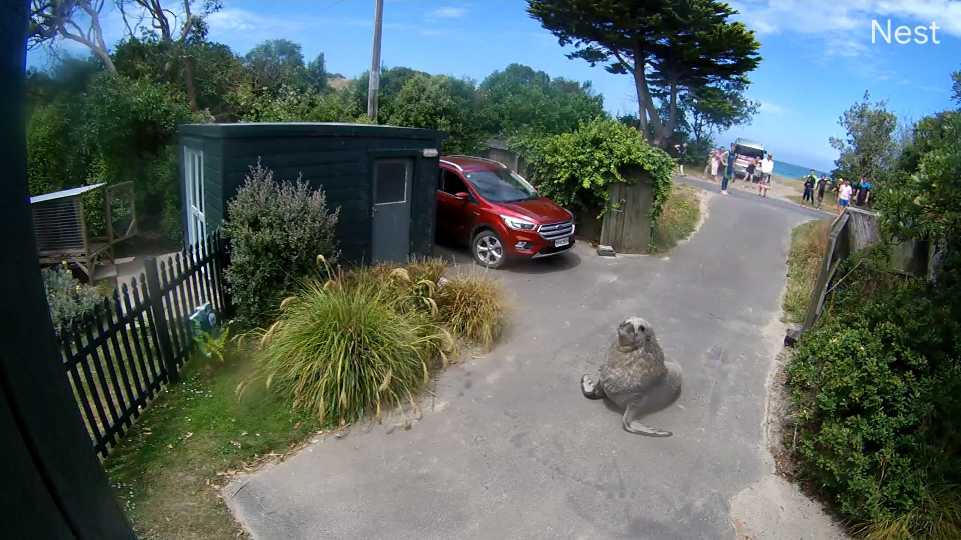 Anybody home? A sea lion inspects a property in Karitane yesterday. PHOTO: SUPPLIED