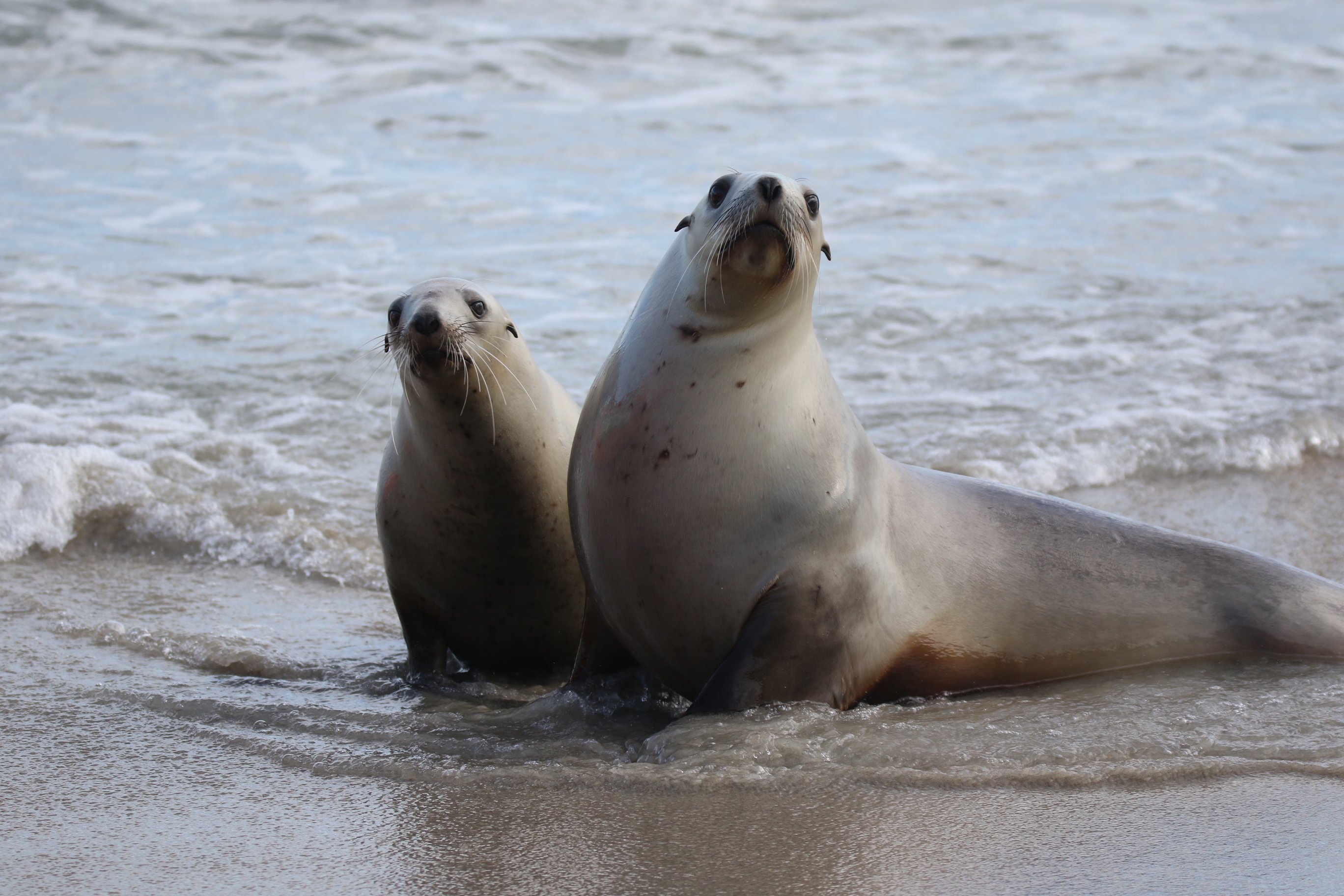 A pair of curious sea lions make their way up St Kilda Beach on Tuesday. PHOTOS: KIM LLOYD