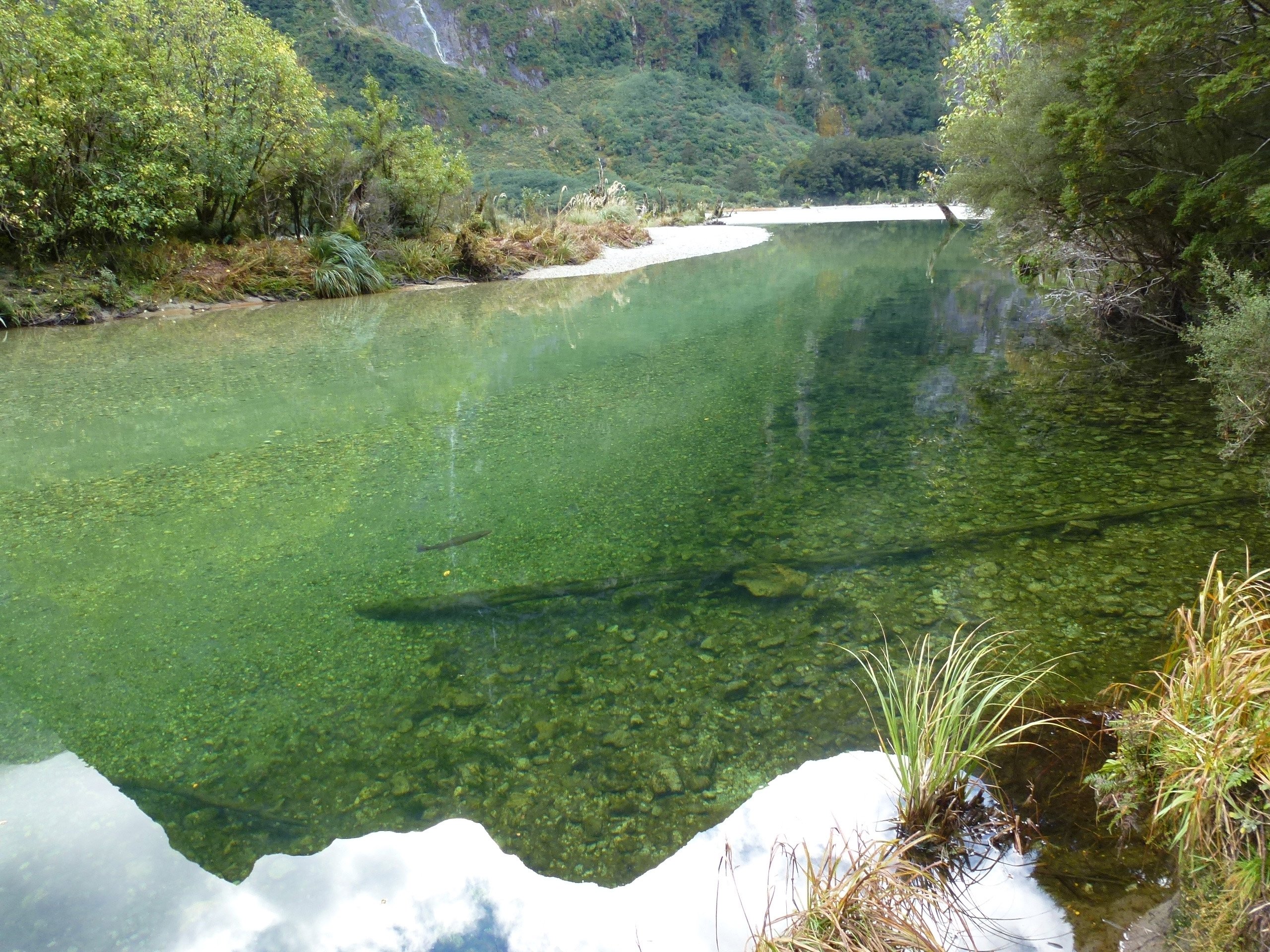 A fish swims above a log (centre) in the clear waters of the Clinton River. Photo: Neville Peat.