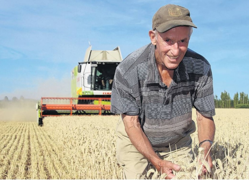 Otamita farmer Mike Solari examines the wheat heads growing in a paddock about to be harvested...