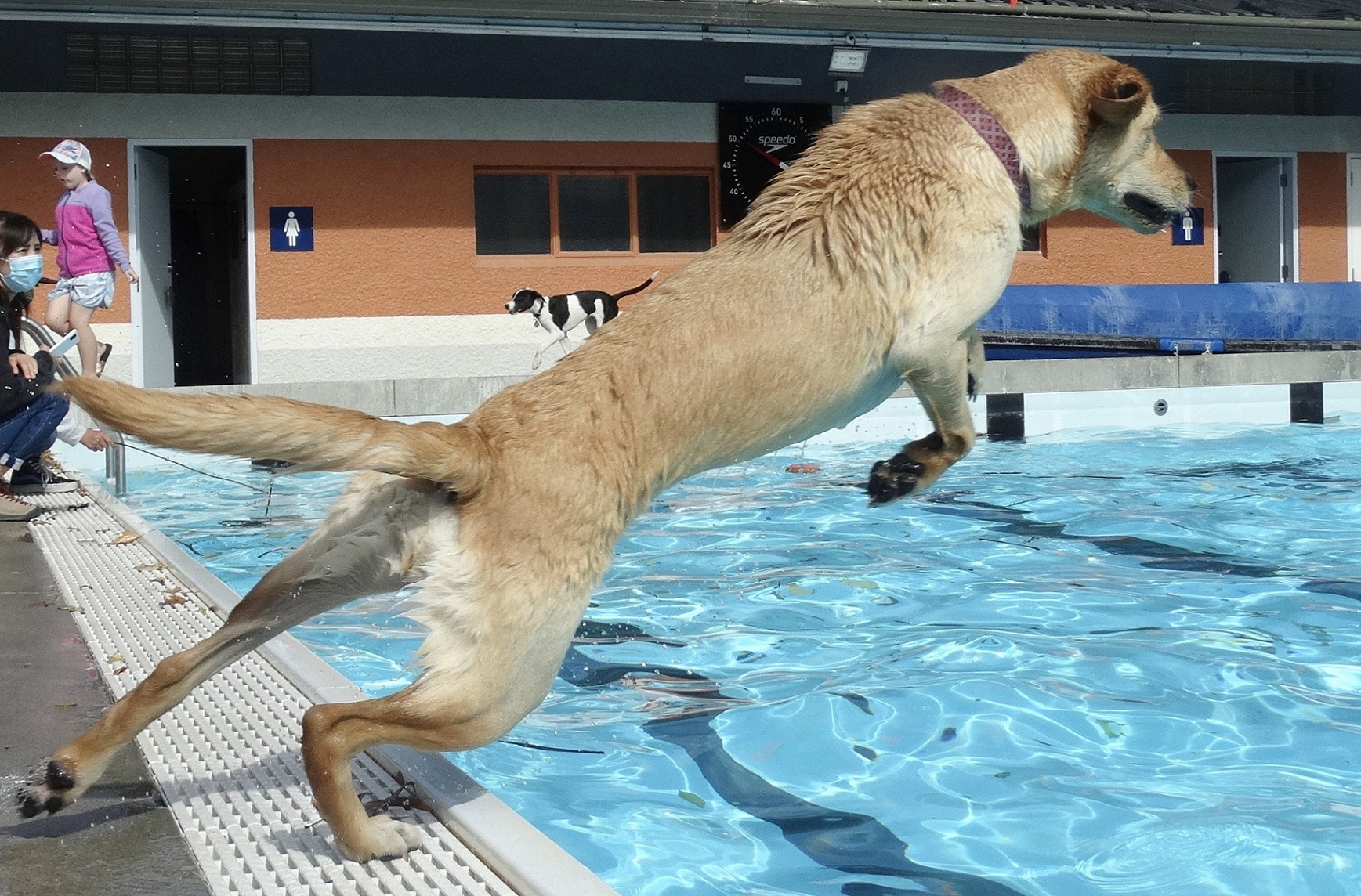 Golden Labrador Willow (16 months) shows off her jumping prowess.