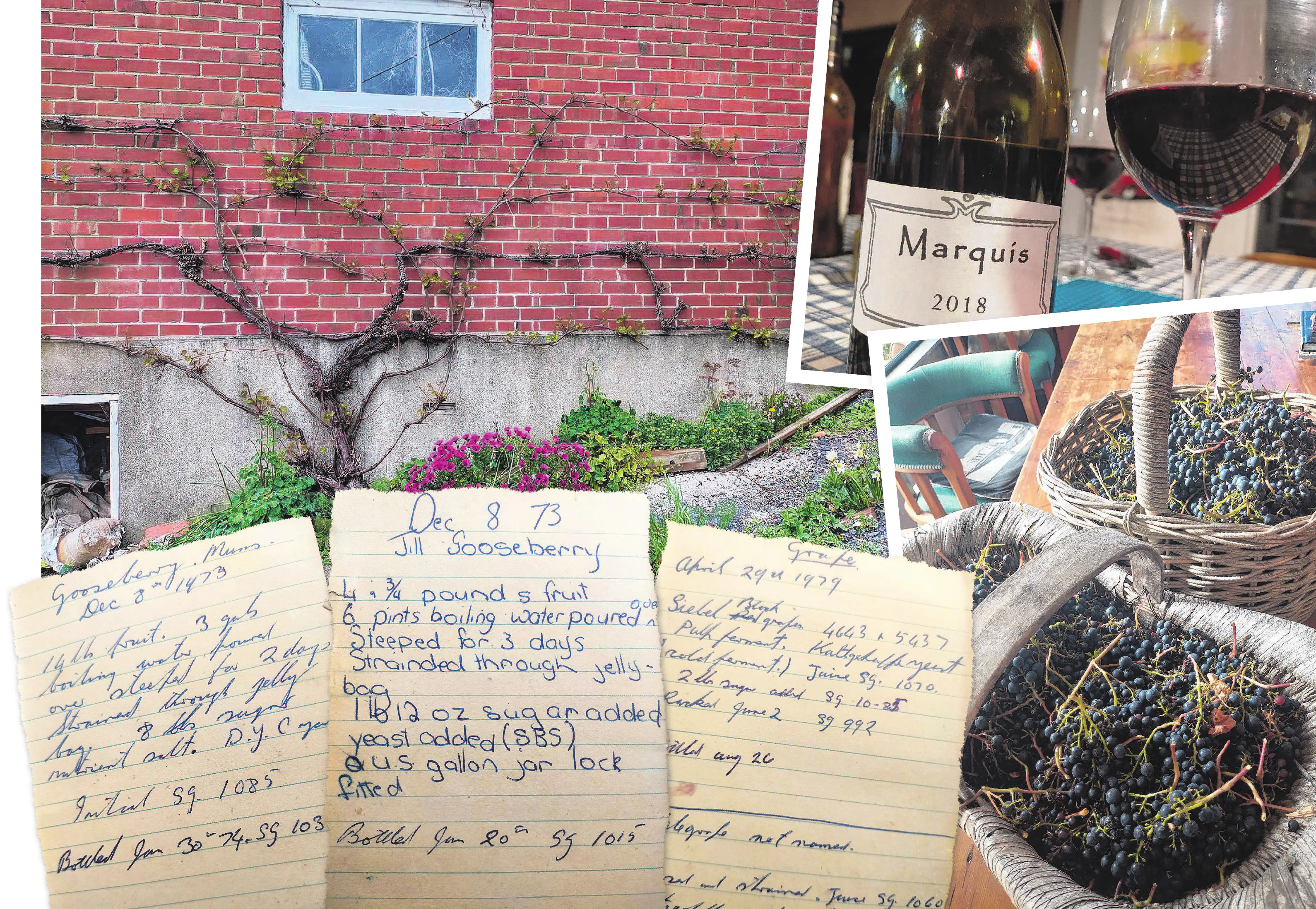 Clockwise from top left: Grapes grow again the west-facing brick garage wall. A bottle of Marquis...