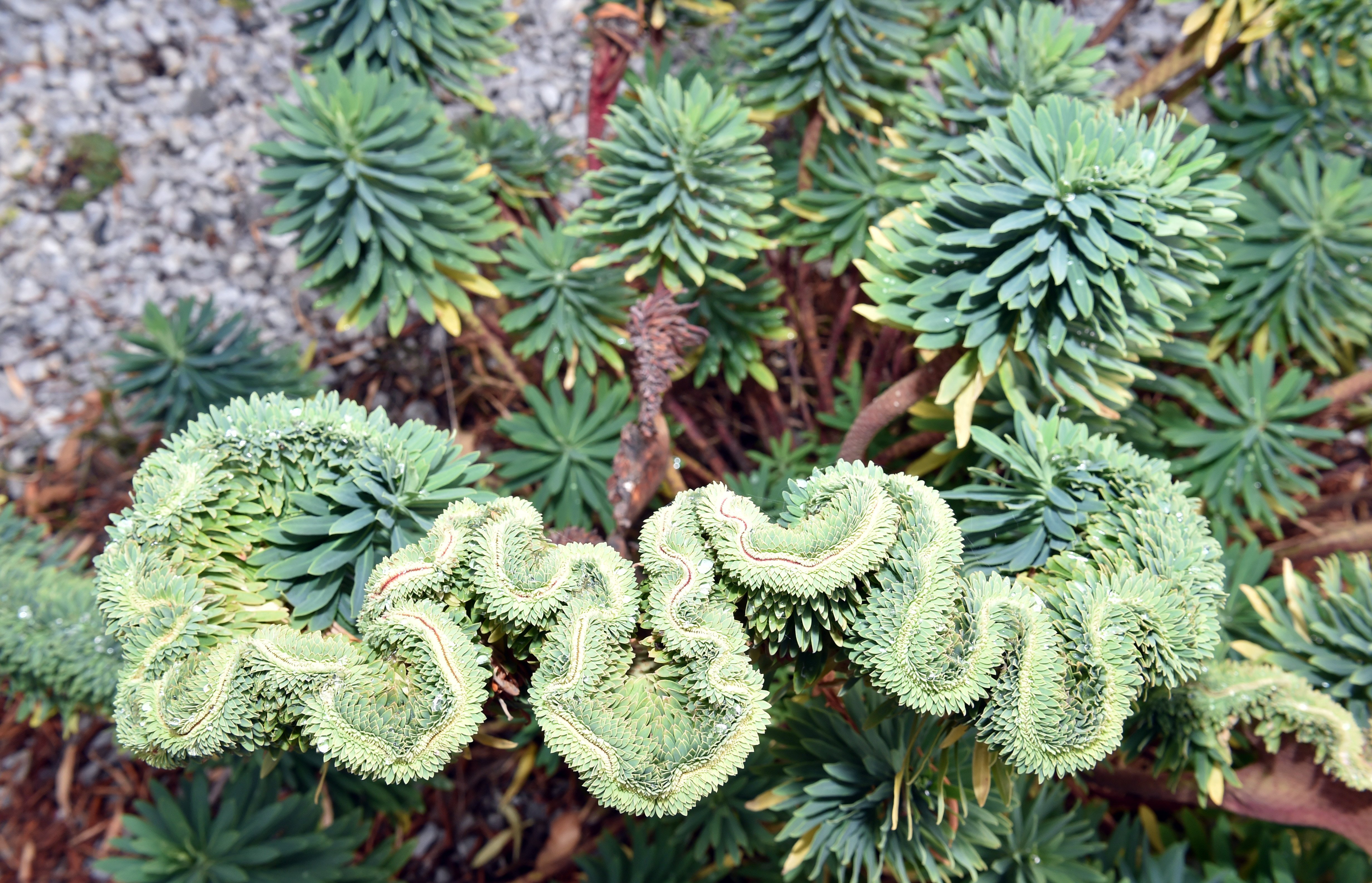 Euphorbia. PHOTO: GREGOR RICHARDSON