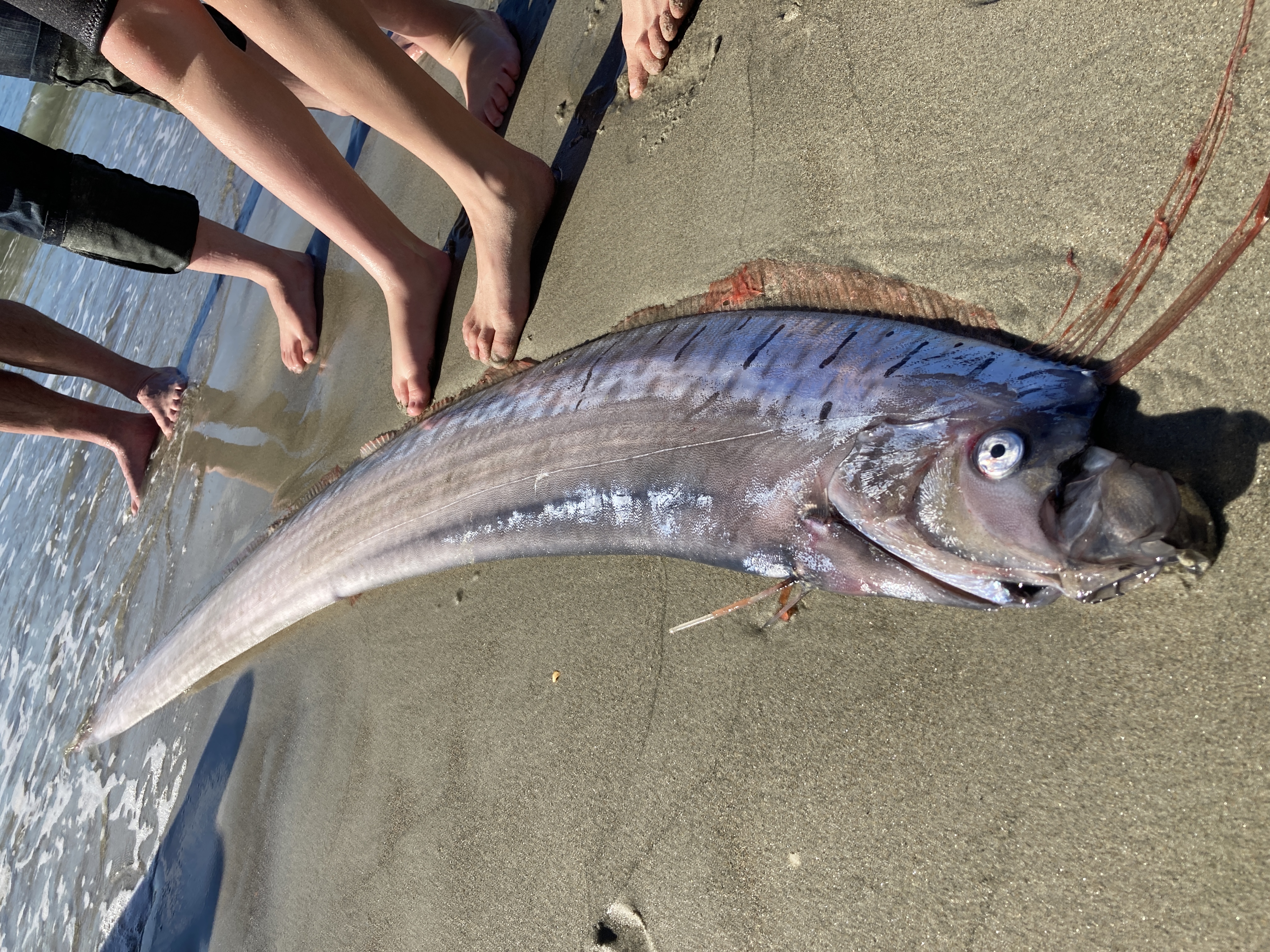 A juvenile serpent, otherwise known as a rarely-seen oarfish, washed up on the beach at Aramoana at the weekend. Photo: Bridie Allan
