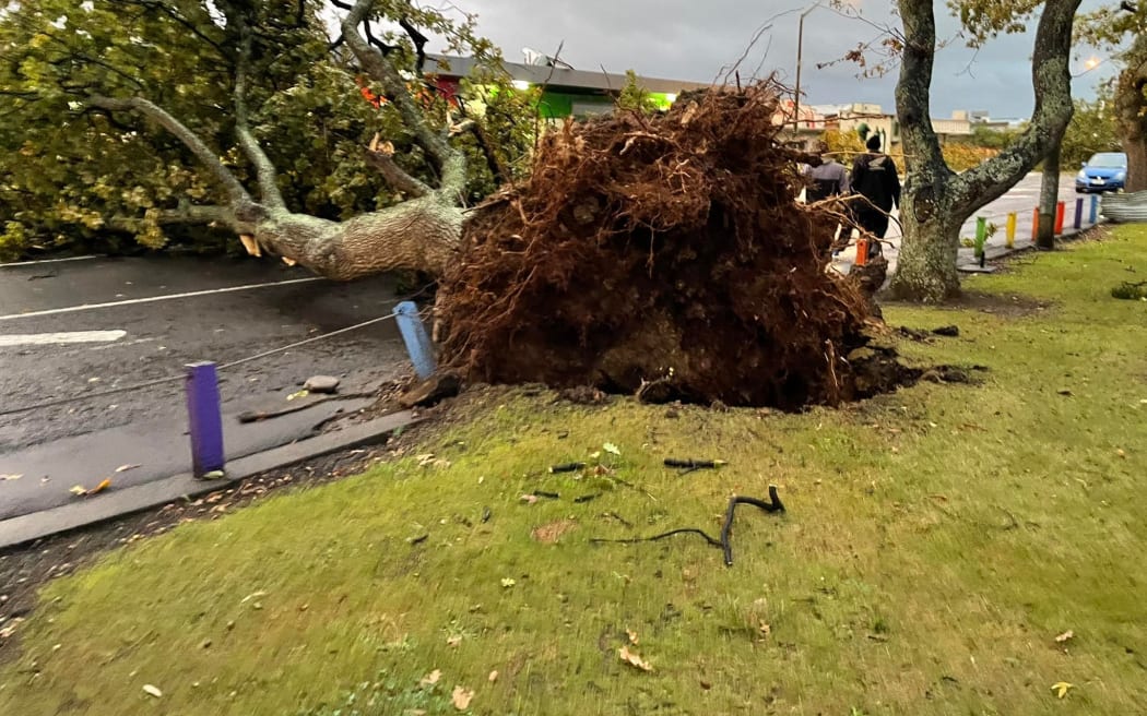 rees were downed in Levin when a tornado hit. Photo: Facebook / Terisa Ngobi