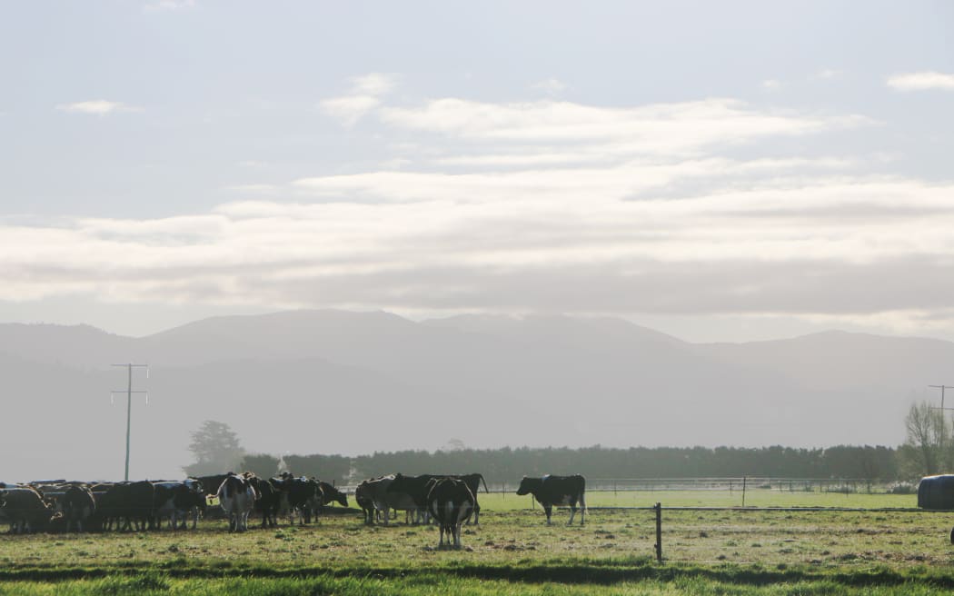 dairy farm Photo: RNZ dairy farm Photo: RNZ
