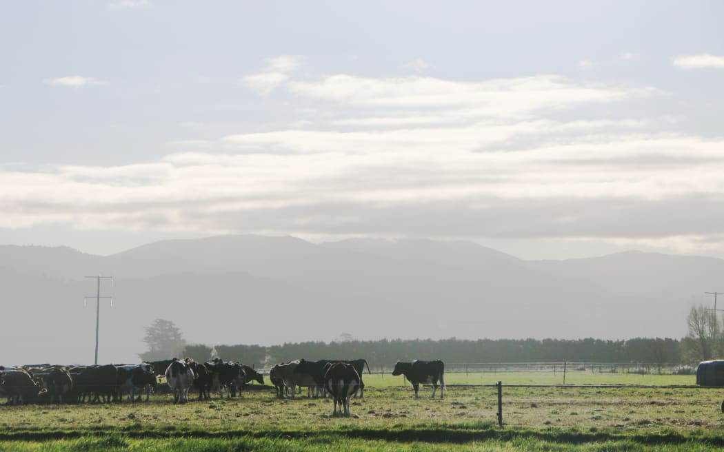 dairy farm Photo: RNZ