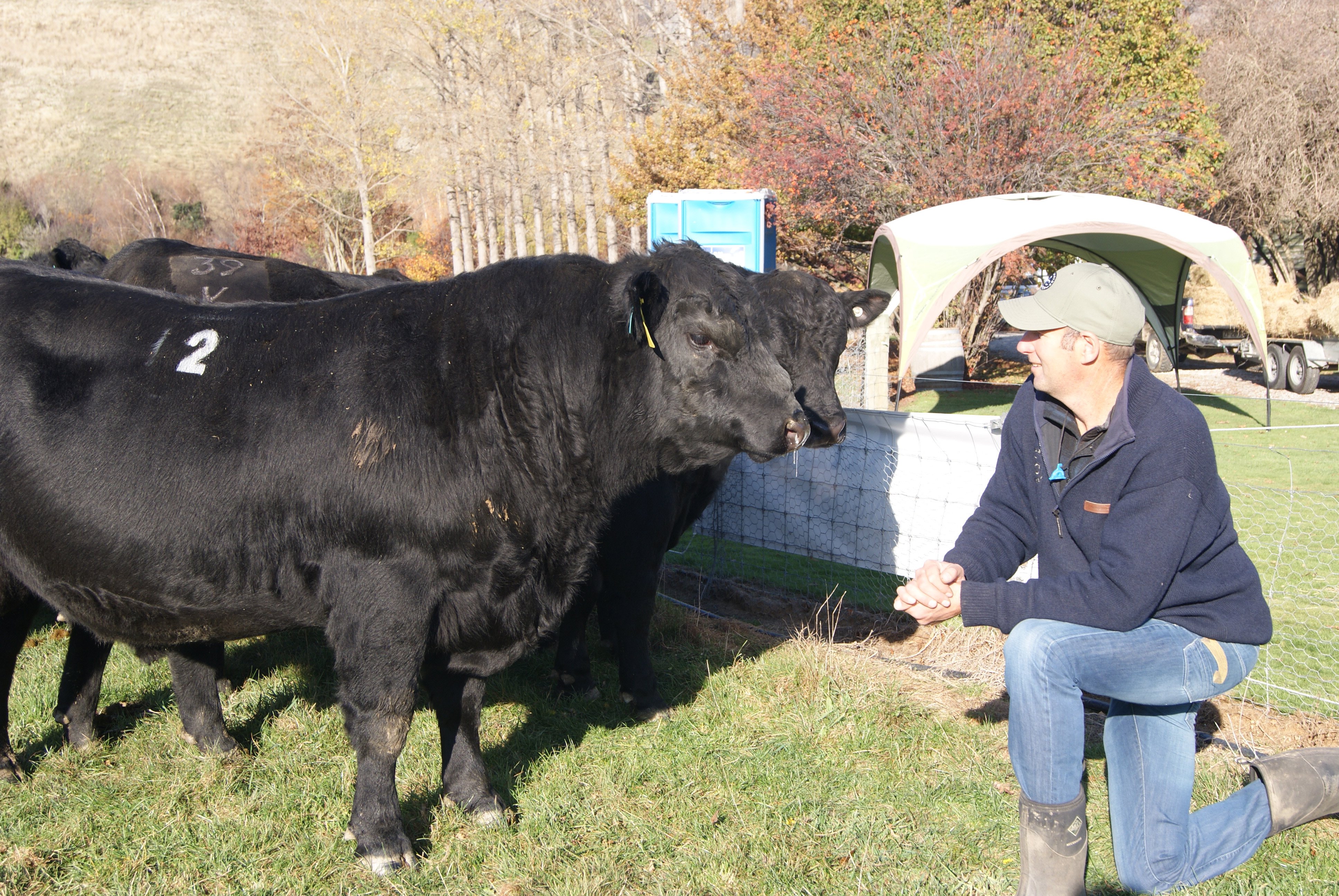 Mike Smith, from Kincardine Angus stud in the Wakatipu Basin, with Kincardine Rainstorme R25,...