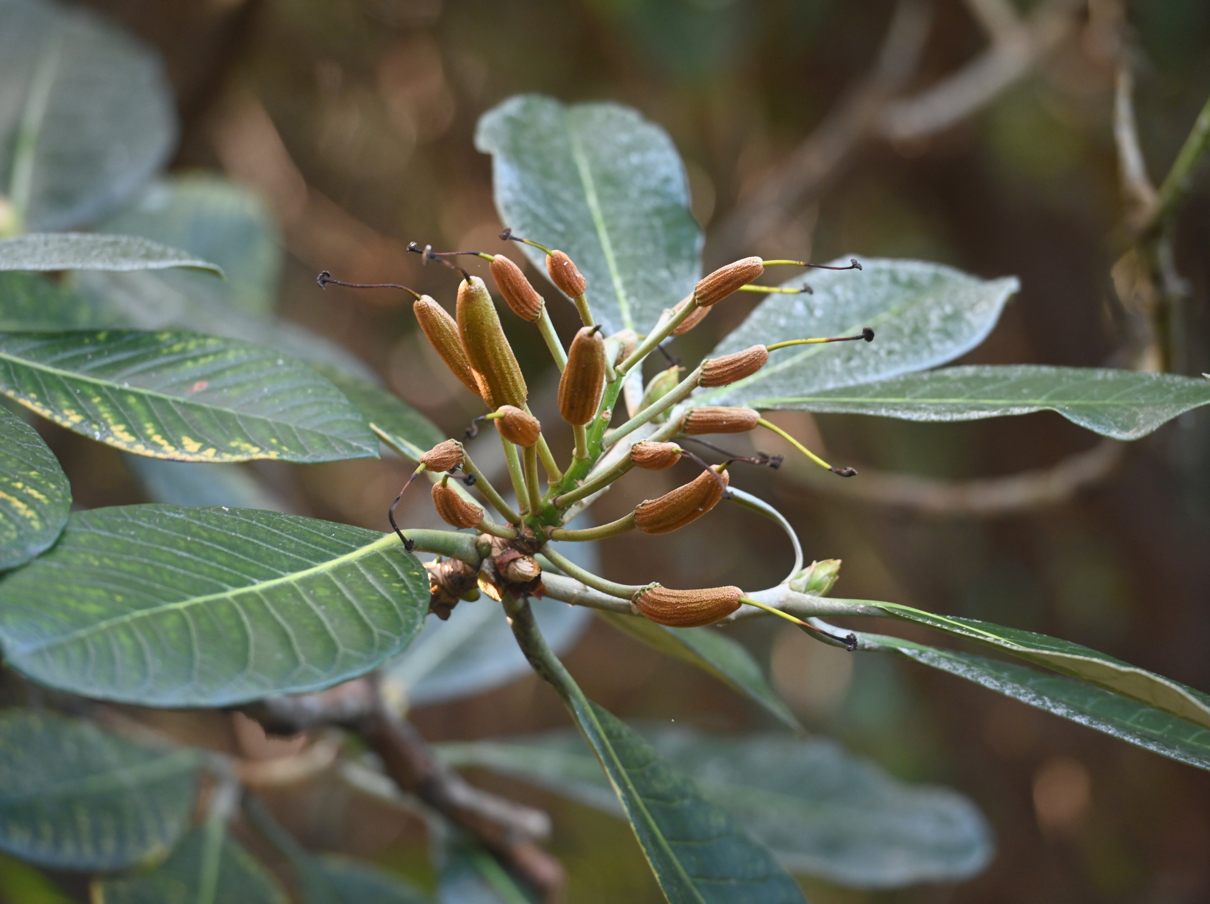 Rhododendron macabeanum x sinogrande at the Rhododendron Dell.  PHOTO: LINDA ROBERTSON