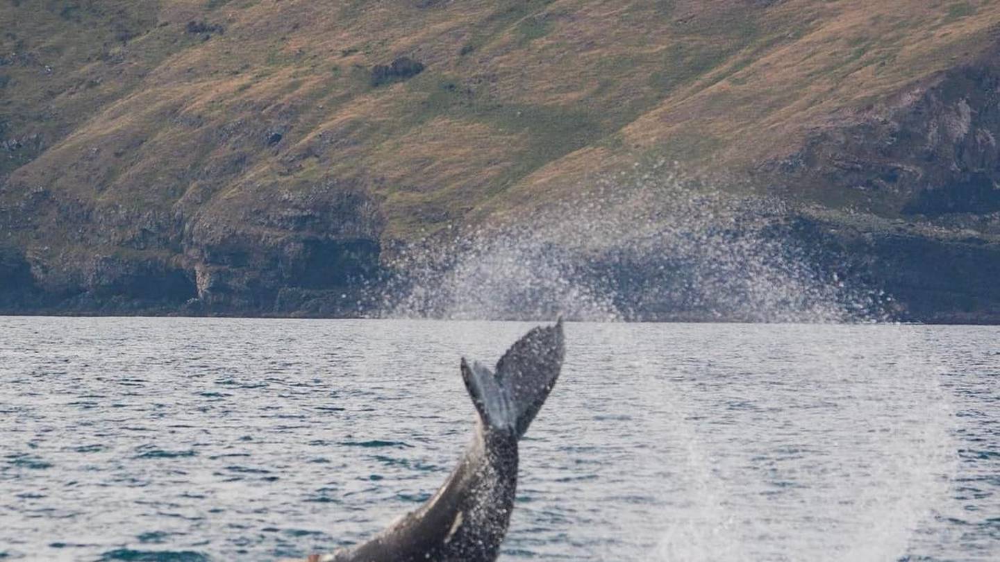 The humpback whale was spotted off the coast of Akaroa. Photo: Supplied