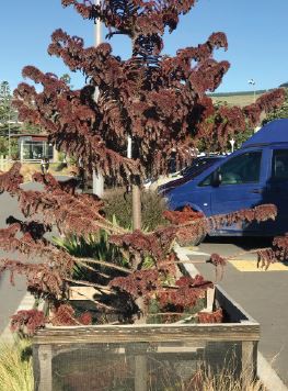One of the pines near the Sumner Surf Life Saving Club. Photo: Supplied