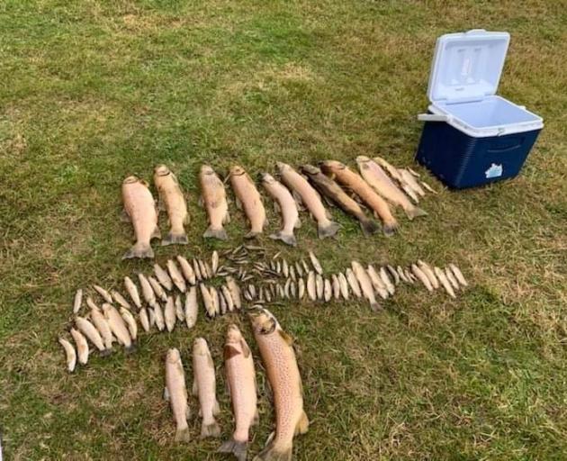 About 150 dead fish were found in a Queenstown creek. PHOTO: ORC