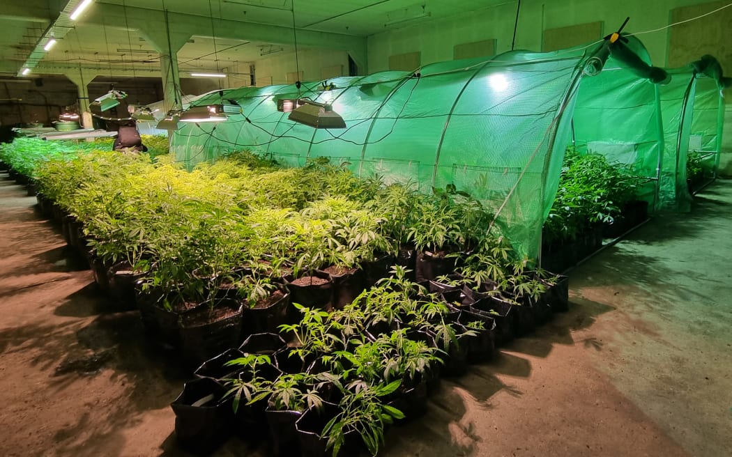 Southern Medicinal cannabis crops. Photo: RNZ