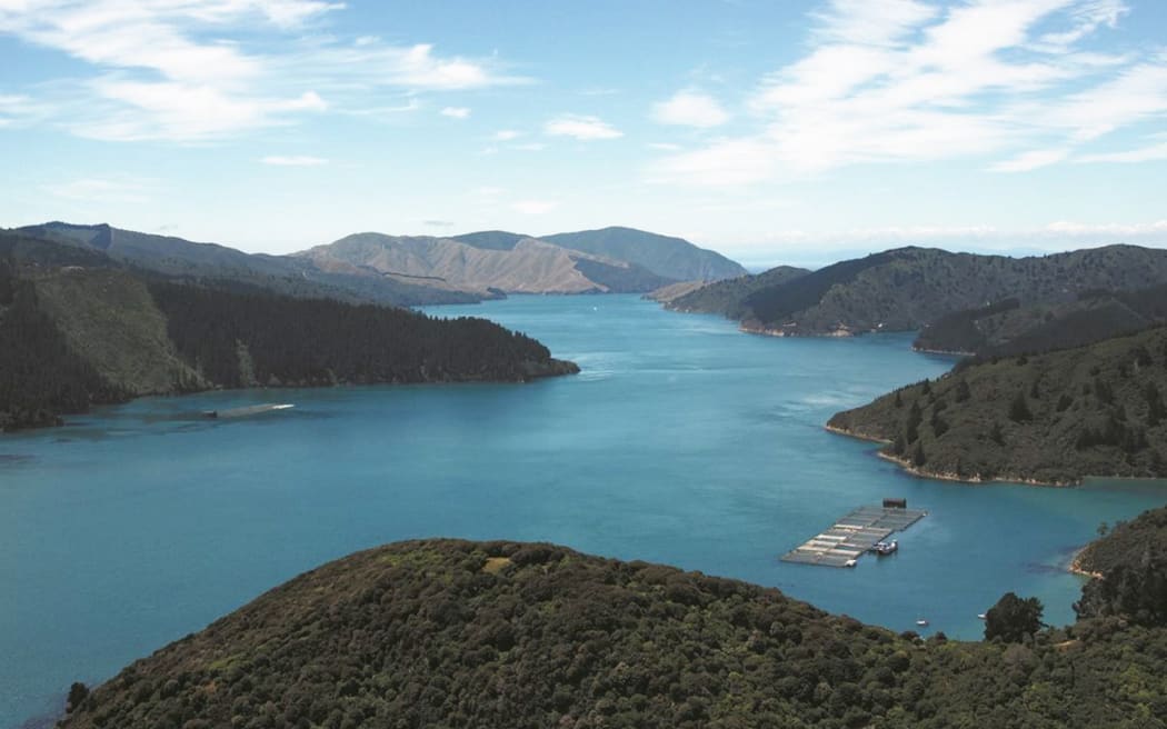 NZ King Salmon has been forced to close farms due to warmer water temperatures. Photo: Supplied /...