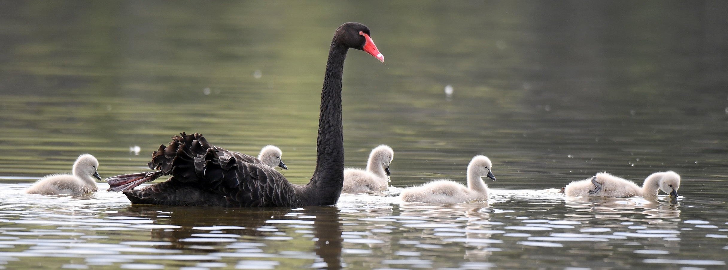 A swan and its cygnets glide across the water at Tomahawk Lagoon yesterday. Copies of photographs...