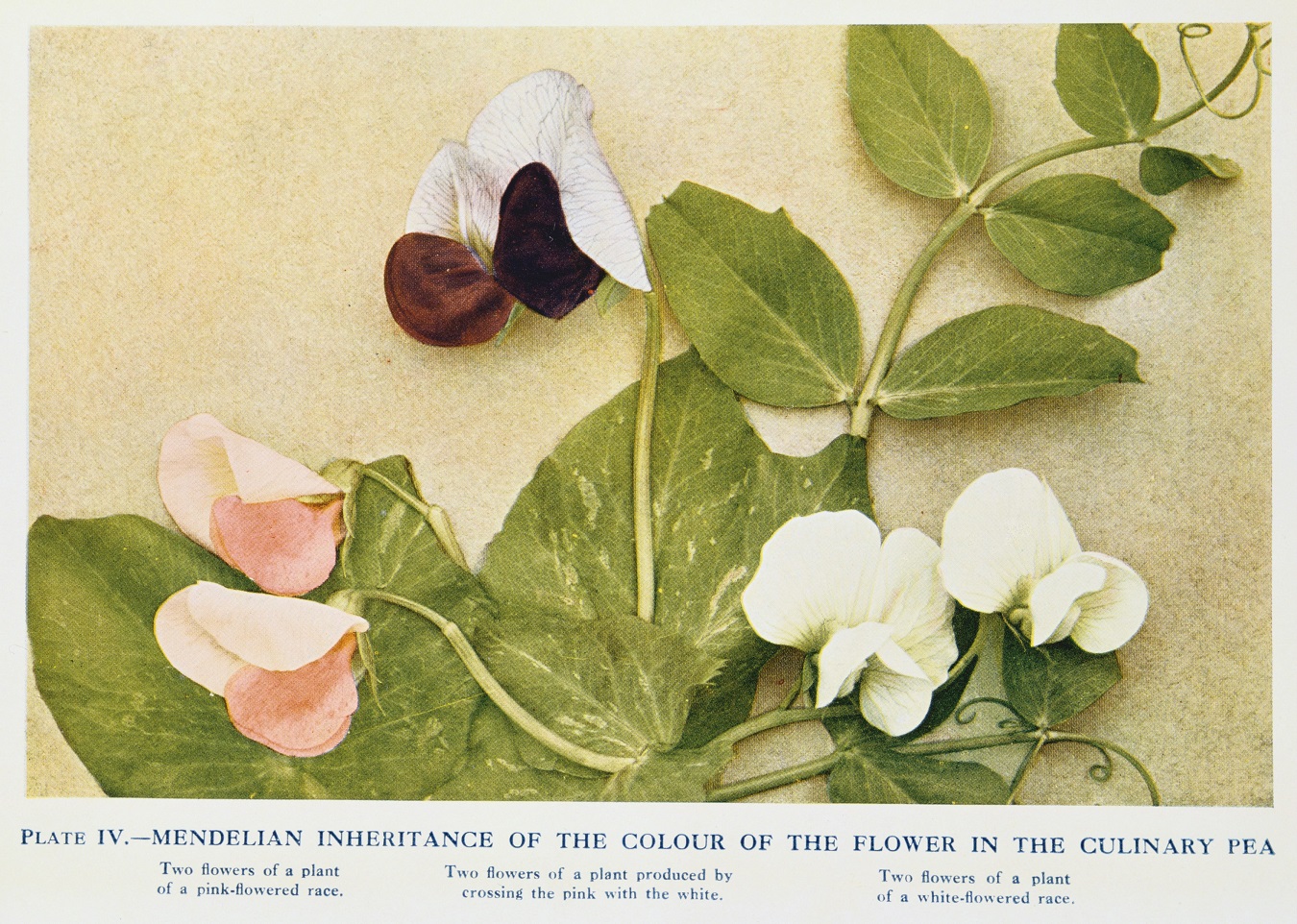 Mendelian inheritance of flower colour in the culinary pea. Austrian monk Gregor Mendel (1822...