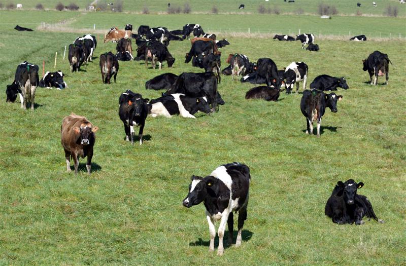westland_dairy_farmers_will_need_to_review_their_b_53fedd21d1.JPG