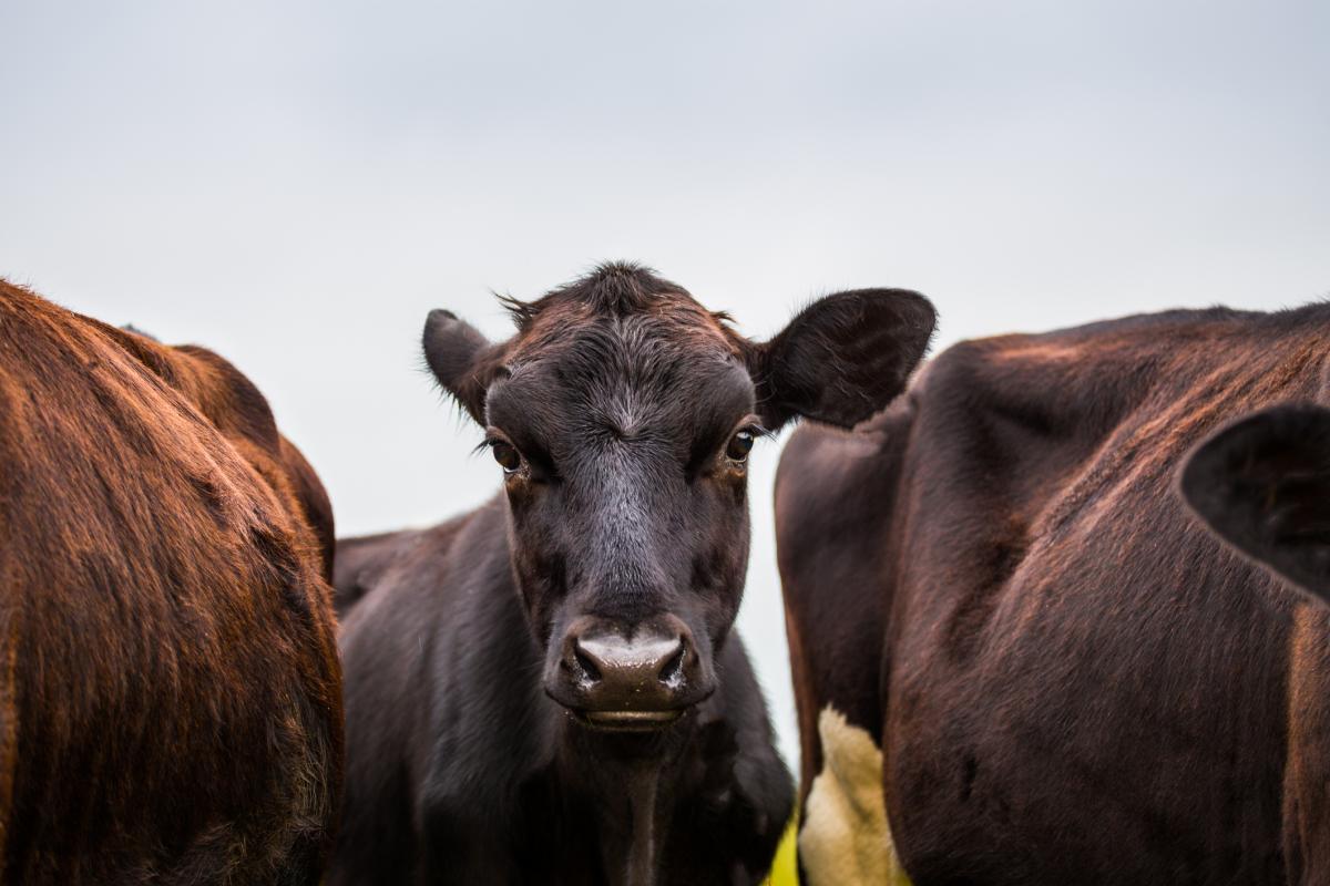 The plan would see farmers pay individually by farm, in a scheme that sits outside the Emissions...