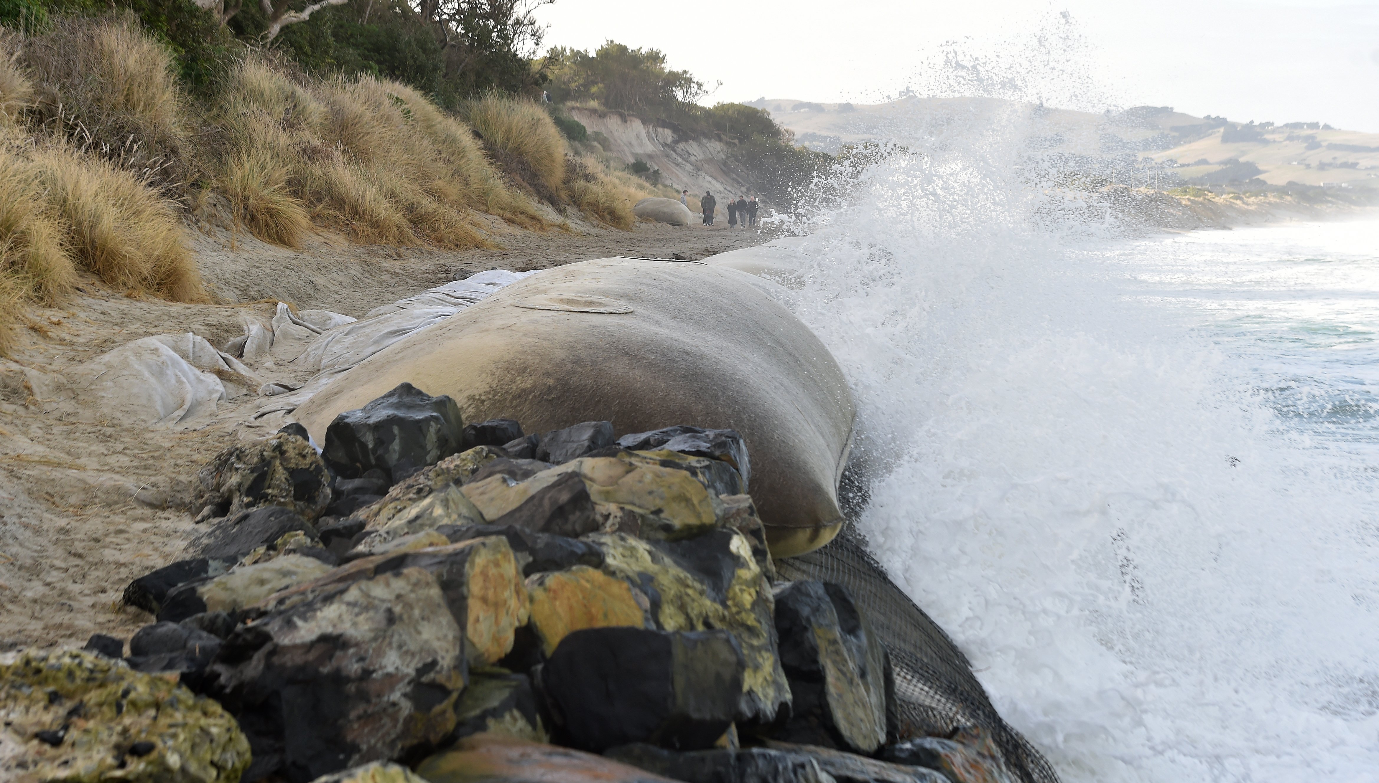 Sand sausages at St Clair Beach in Dunedin get a thrashing from the tide yesterday. PHOTO: PETER...
