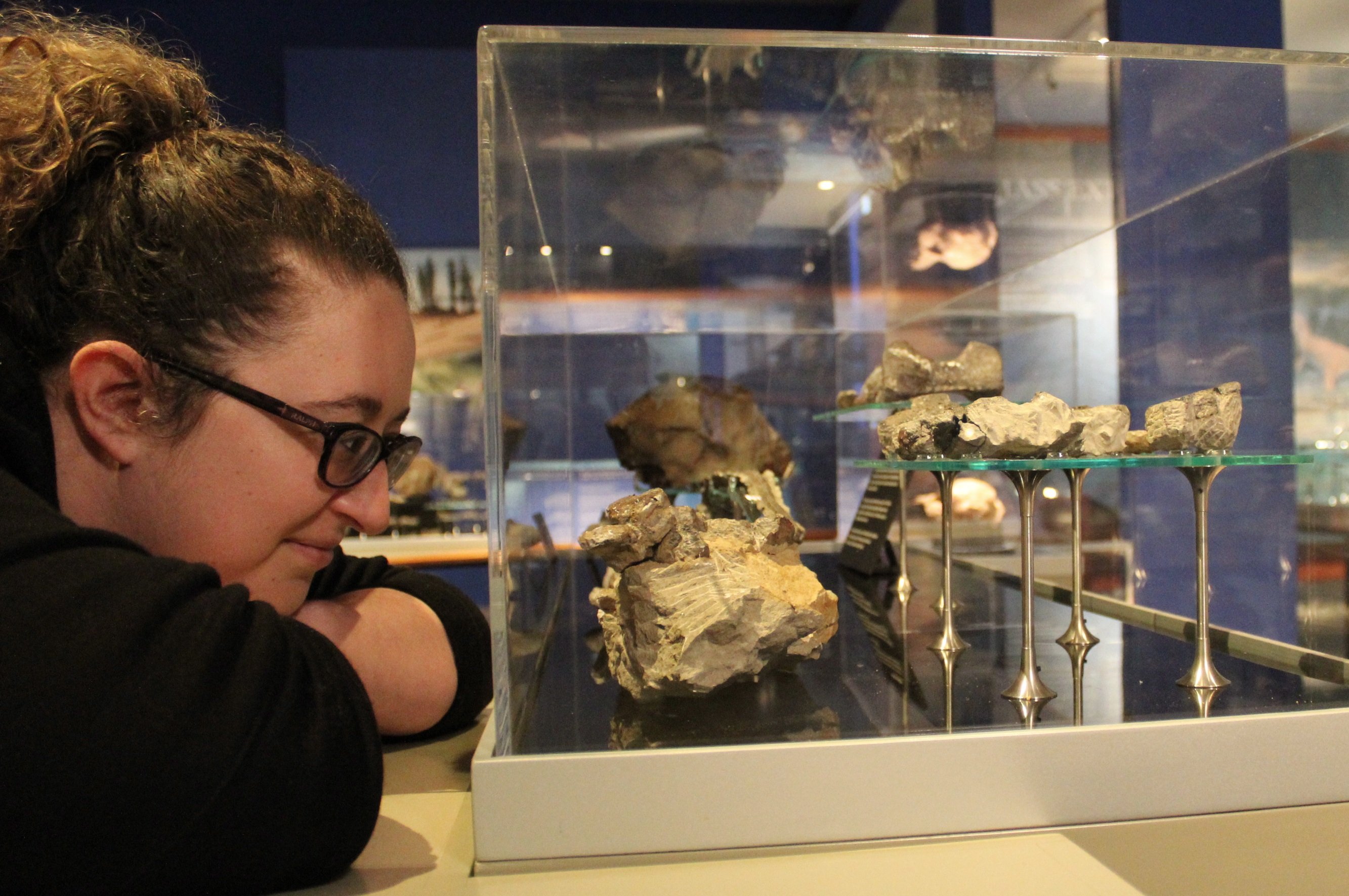 Tuhura Otago Museum guide Emma Morris inspects the fossils of extinct leatherback turtle,...