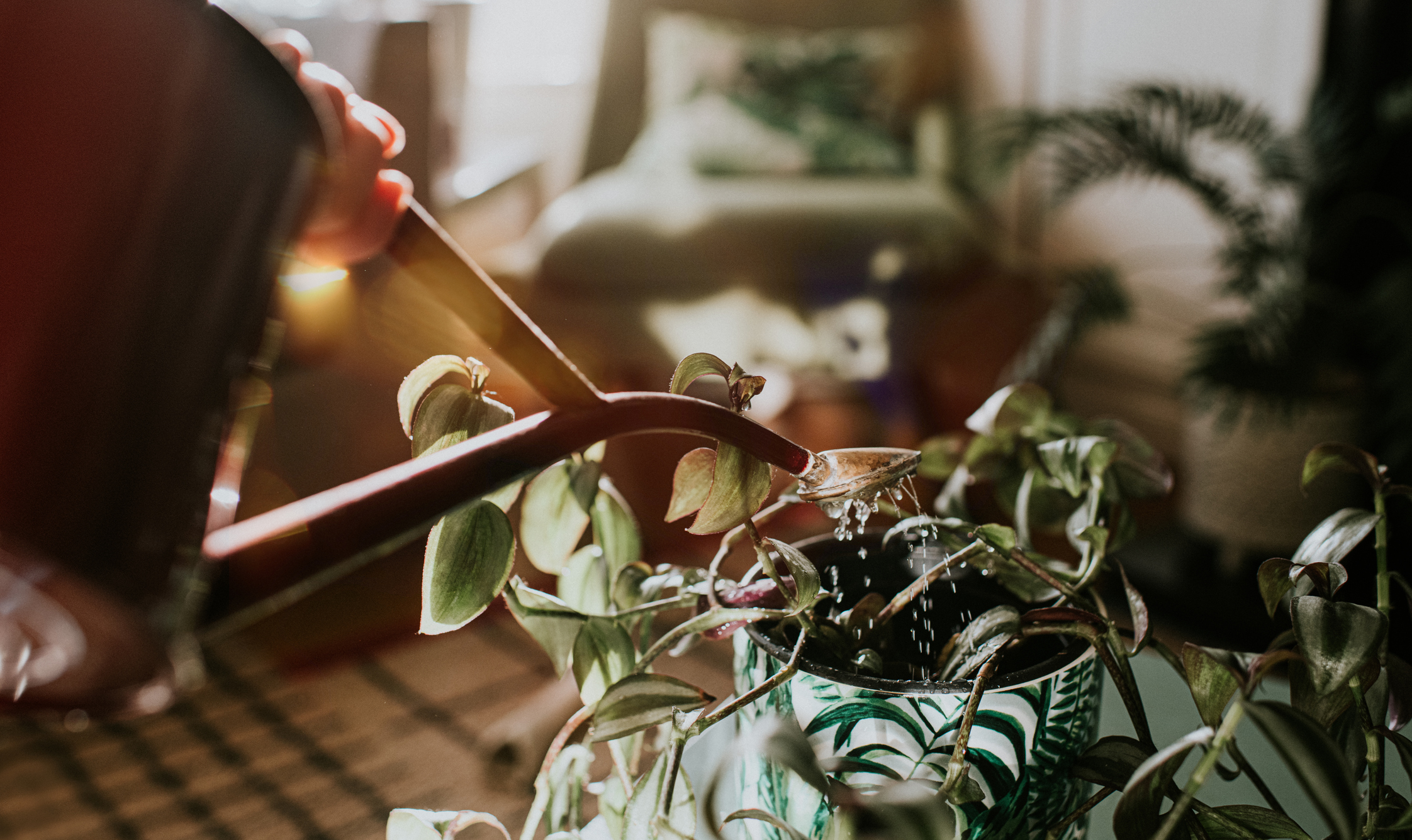 When in doubt do not water your houseplants, James Wong says. PHOTO: GETTY IMAGES