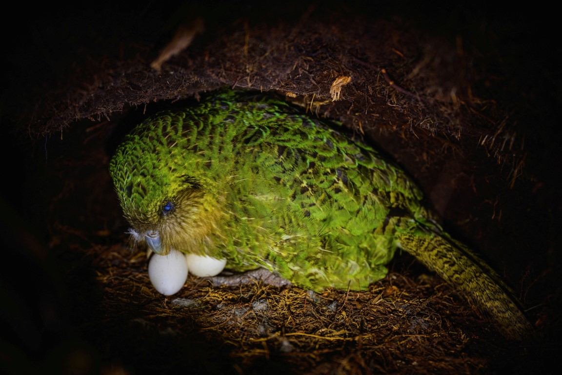 New Zealand's kakapo population has increased following a good breeding season. Photo: Jake...