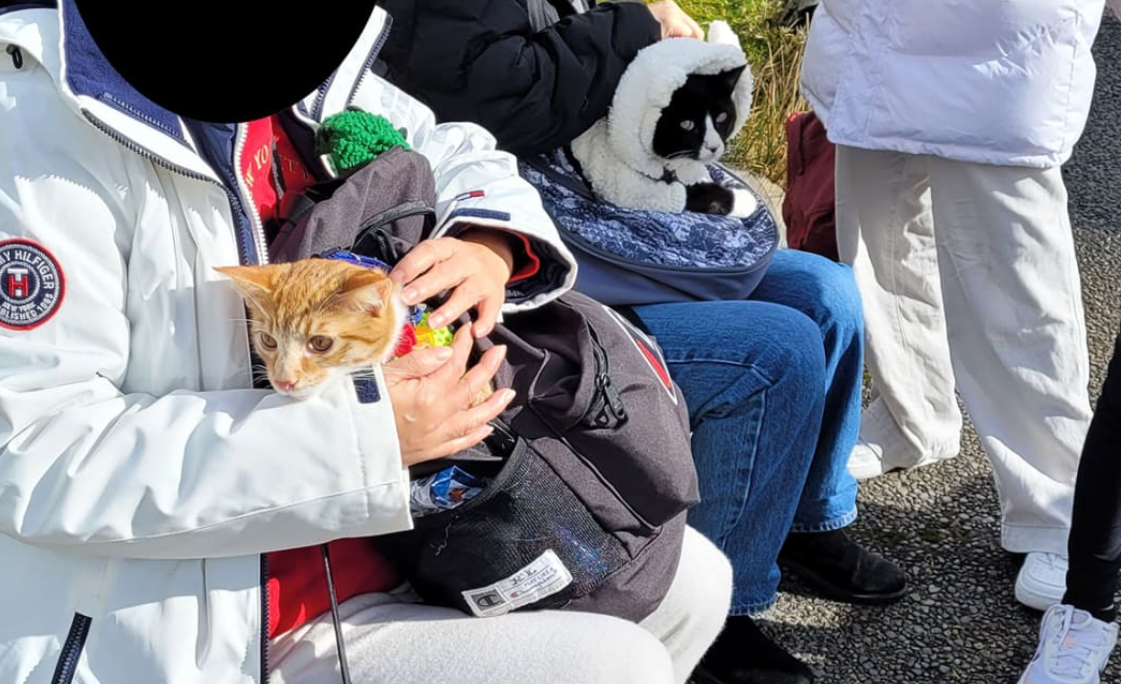 The cats were brought to Mount Taranaki and kitted out for a hike. Photo: Supplied / DOC