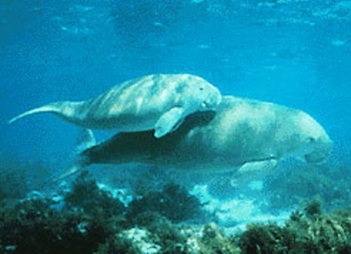 A dugong mother and calf. Photo: Wikipedia