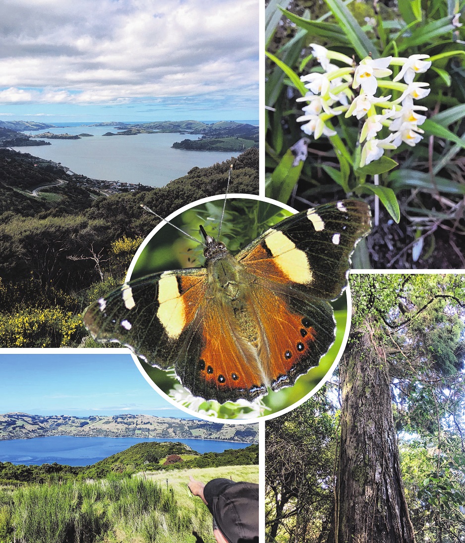 Burns Reserve is home to some mature native trees, native orchids and spectacular harbour views....