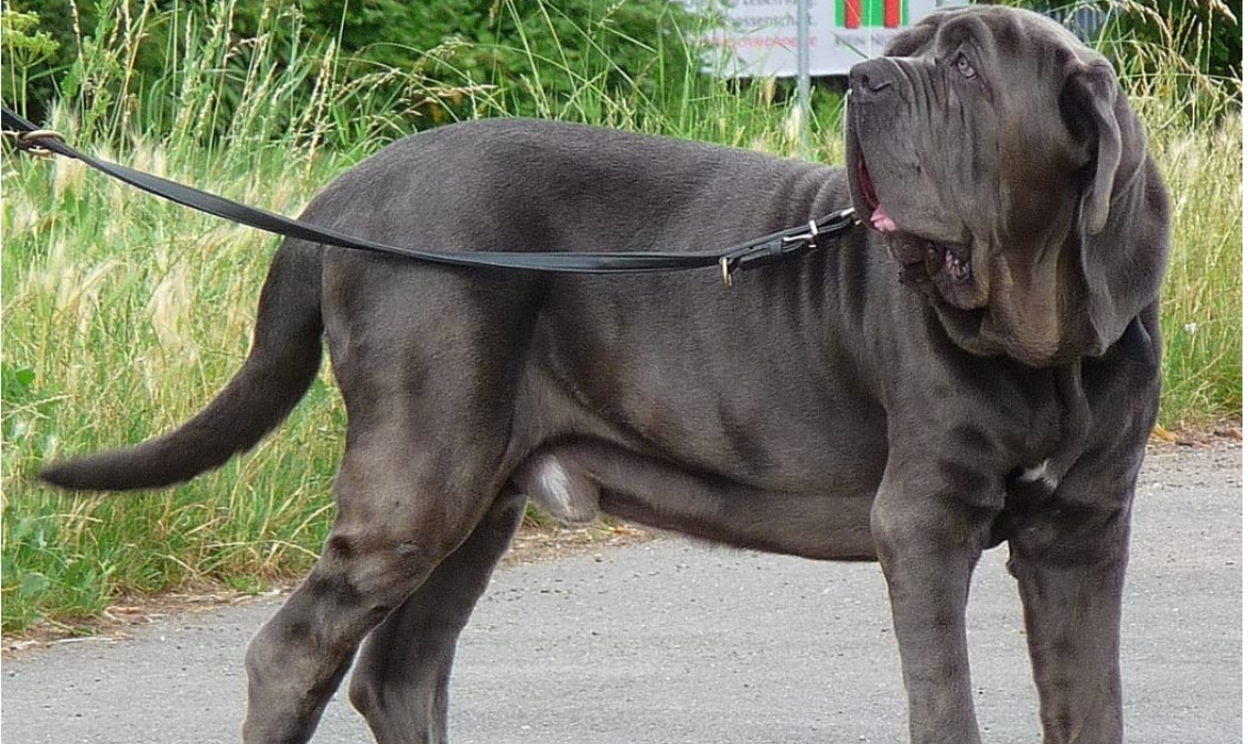 A neo mastiff dog. Photo: Wikimedia (file)