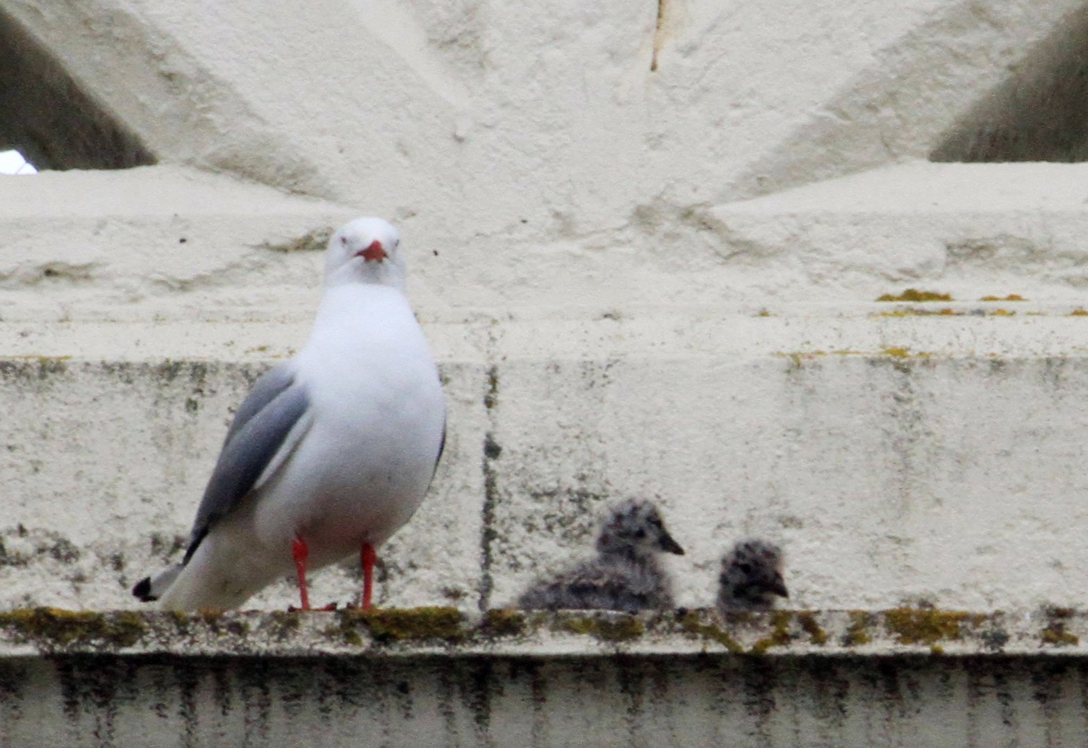 A red-billed gull and its two chicks on a ledge of a Thames St building. PHOTO: HAMISH MACLEAN