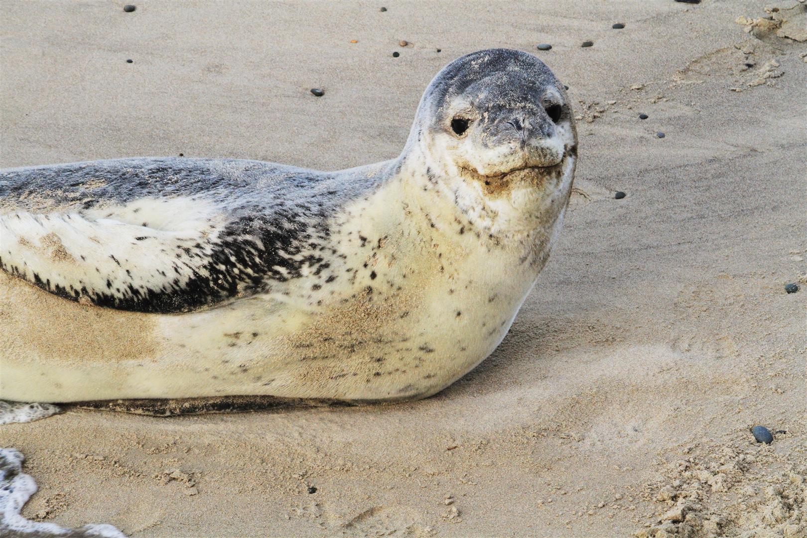 A leopard seal has been found shot dead in Southland. File photo: ODT