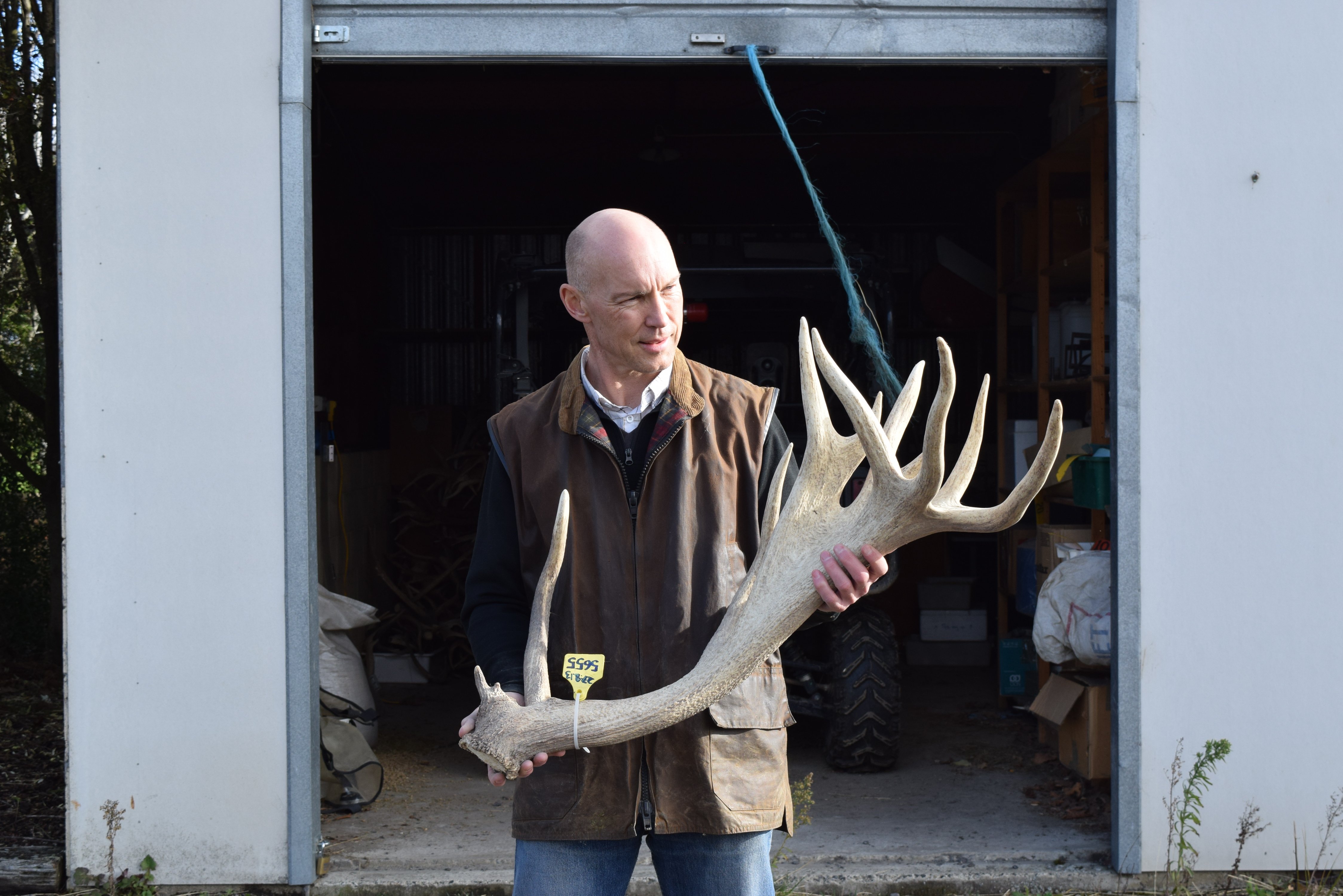 Jamie Ward inspects some of the cloned antlers to be displayed in Mosgiel. PHOTO: SHAWN MCAVINUE

